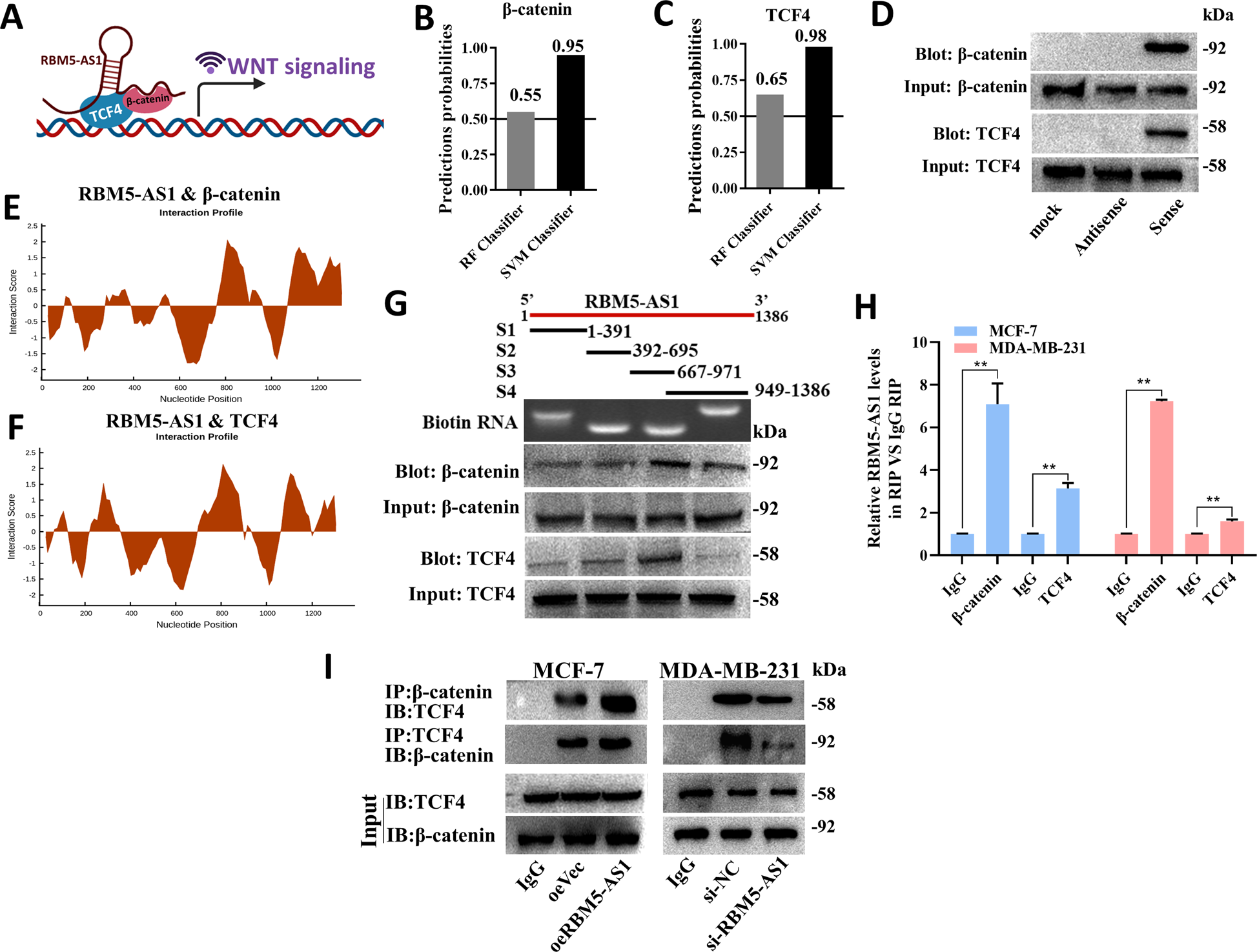Fig. 7: RBM5-AS1 facilitates β-catenin function through organizing β-catenin-TCF4 transcription complex.