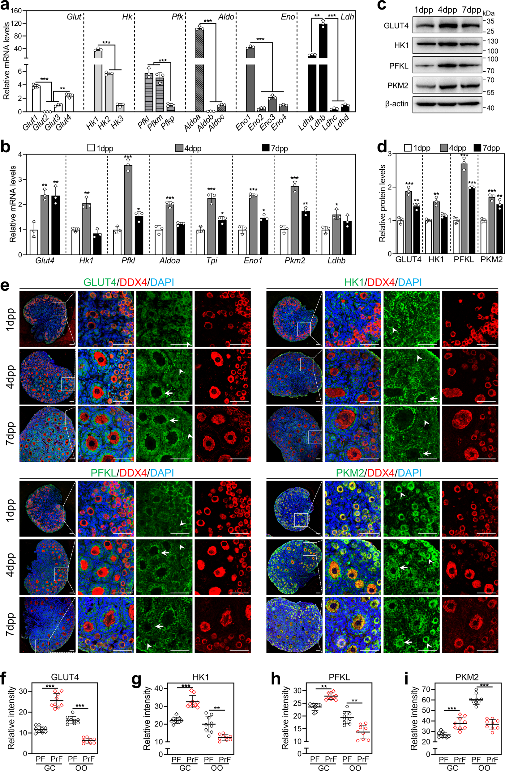 Enhanced Glycolysis In Granulosa Cells Promotes The Activation Of Primordial Follicles Through Mtor Signaling Cell Death Disease Enhanced Glycolysis In Granulosa Cells Promotes The Activation Of Primordial Follicles Through Mtor Signaling Cell Death Disease