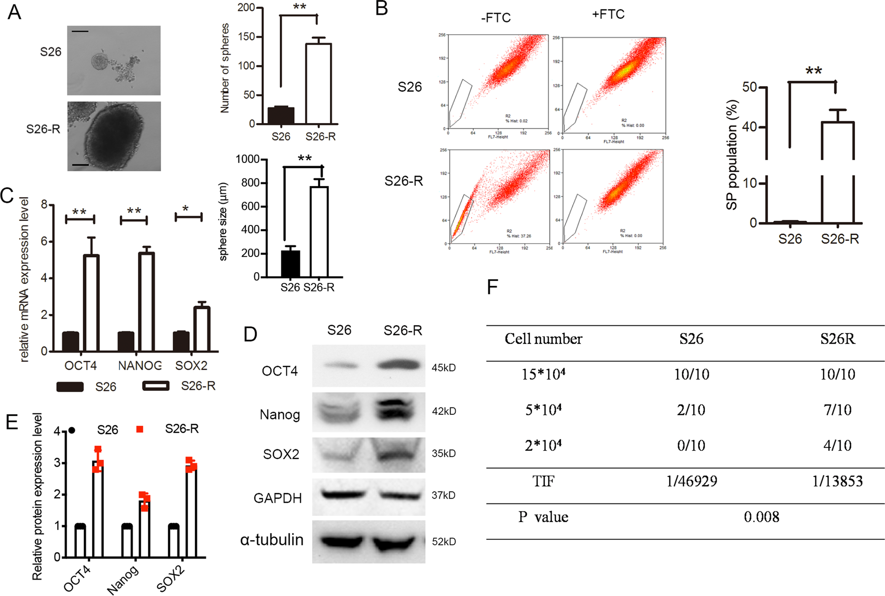 Fig. 2: Ionizing radiation enhanced CSC subpopulation enrichment and radioresistance in vitro and in vivo.