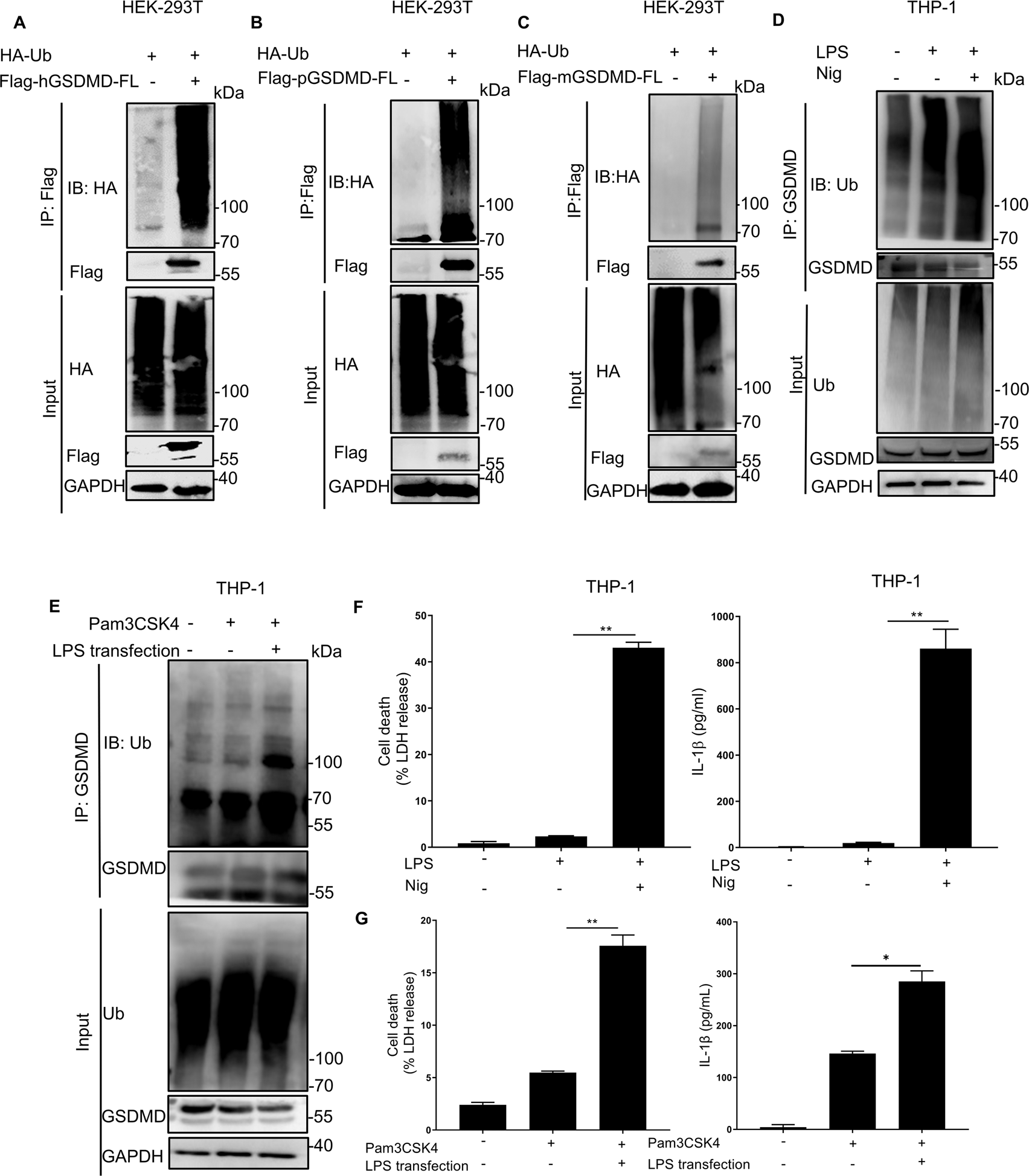 Fig. 1: GSDMD can be modified by ubiquitination.