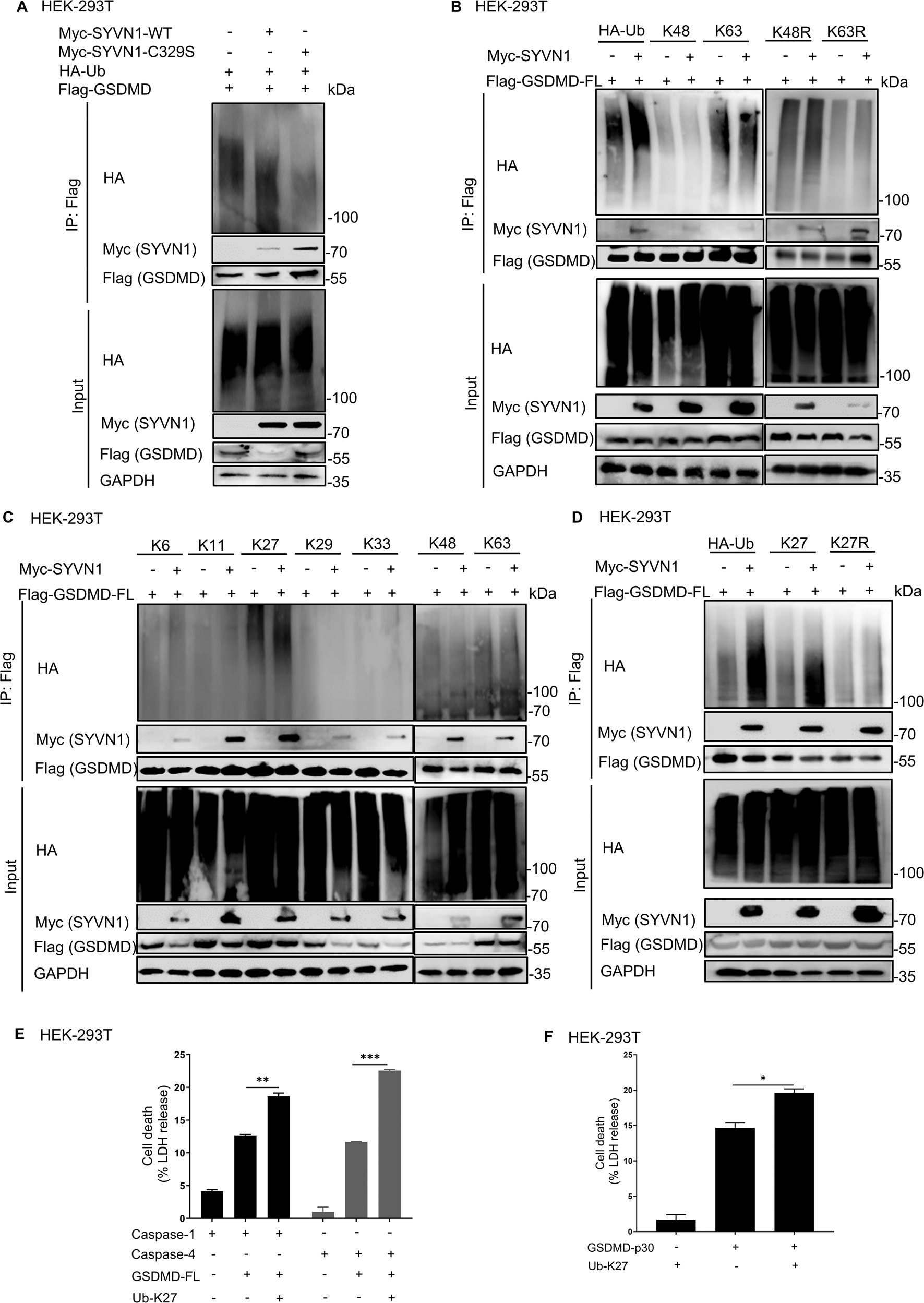 Fig. 6: SYVN1 ubiquitinates GSDMD with K27-linked polyubiquitin chains.