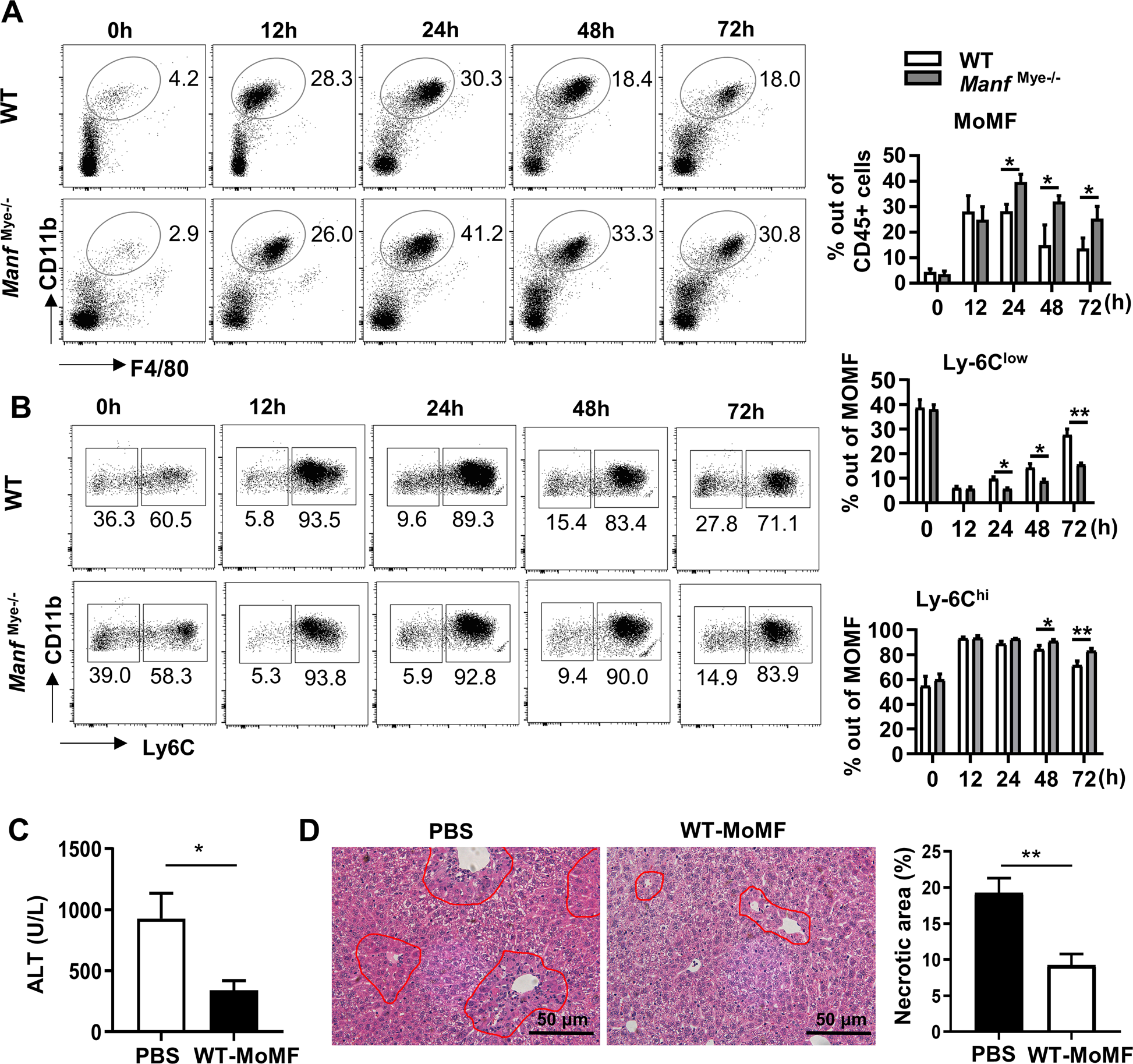 Fig. 3: Increased MoMFs but decreased restorative Ly6Clow MoMFs in the liver of ManfMye-/-mice after APAP treatment.