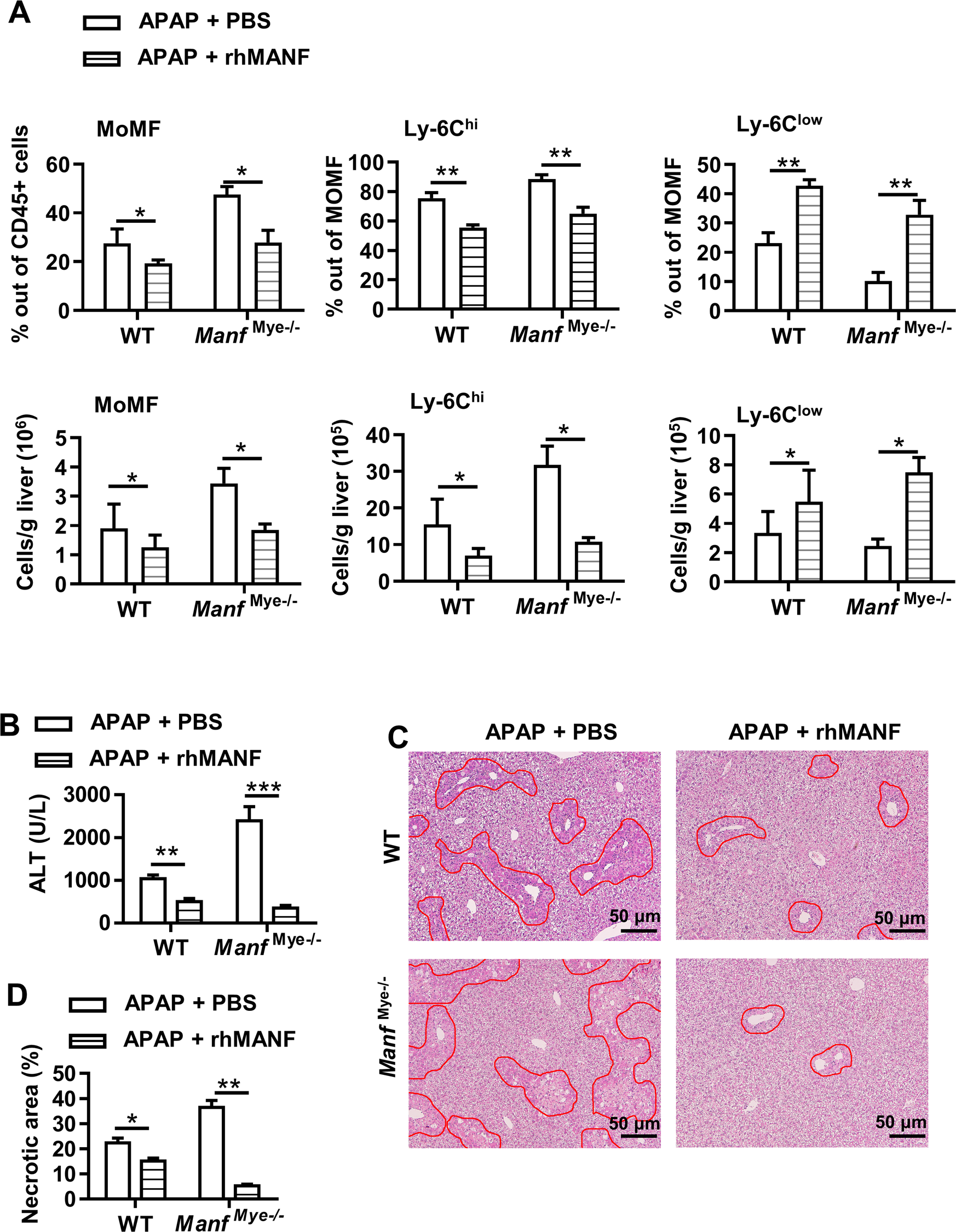 Fig. 4: The rhMANF enhances the restorative macrophage phenotype in vivo and accelerates liver injury resolution.