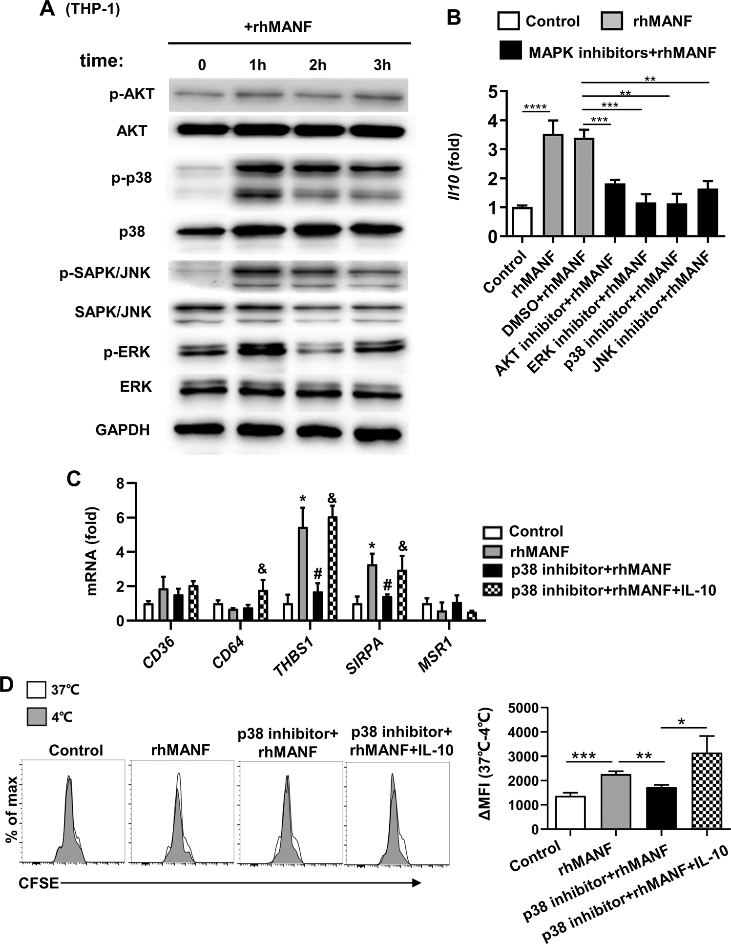 Fig. 8: MANF induces IL-10 expression and phagocytosis in human monocytes via the p38 signaling pathway.
