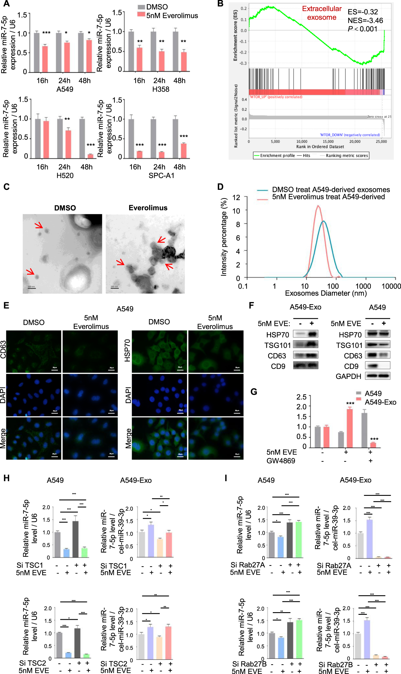Exosome-mediated miR-7-5p delivery enhances the anticancer effect of  Everolimus via blocking MNK/eIF4E axis in non-small cell lung cancer | Cell  Death & Disease
