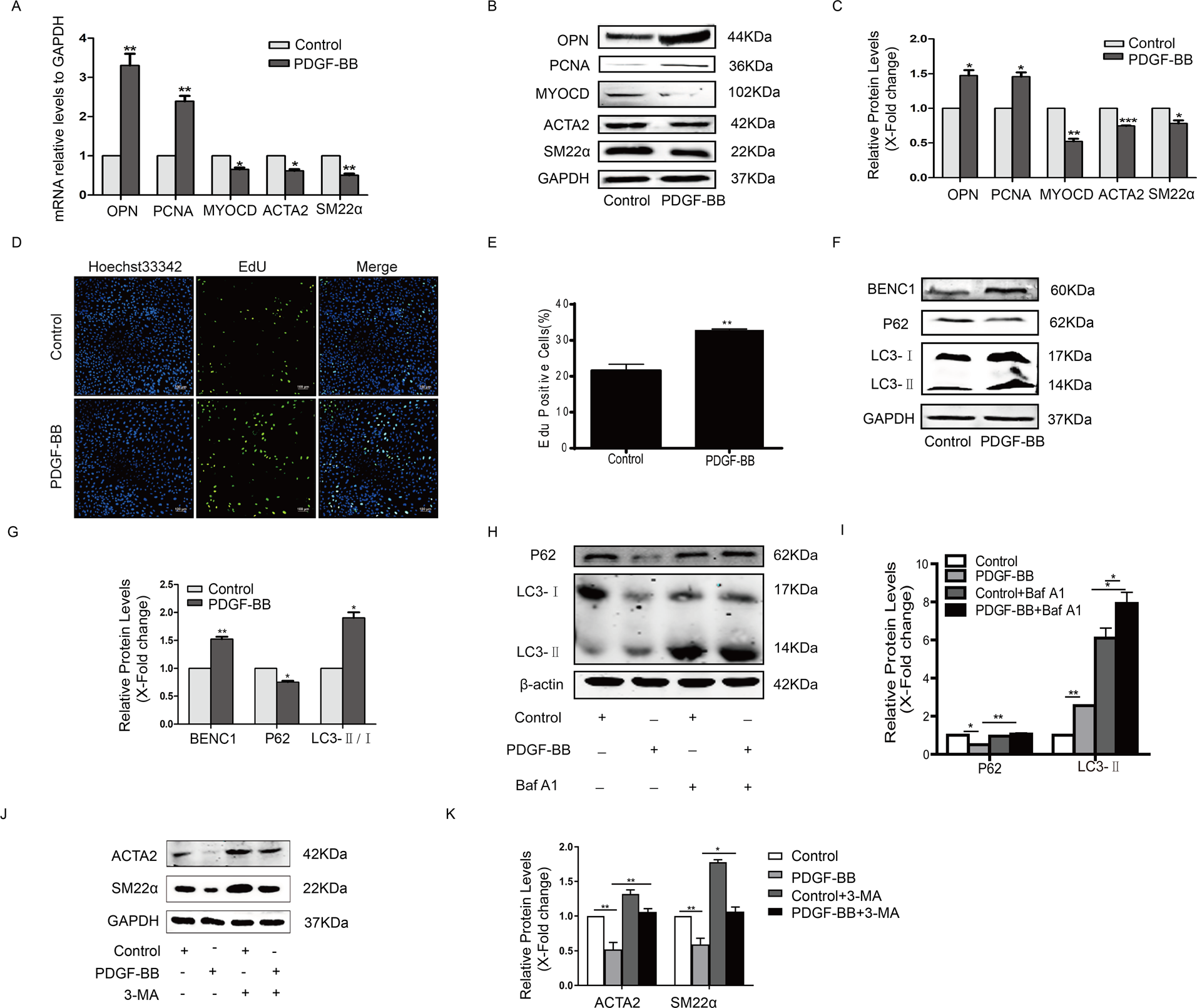Fig. 5: Inhibition of autophagy maintained the contractile phenotype in PDGF-BB-stimulated HA-VSMCs.