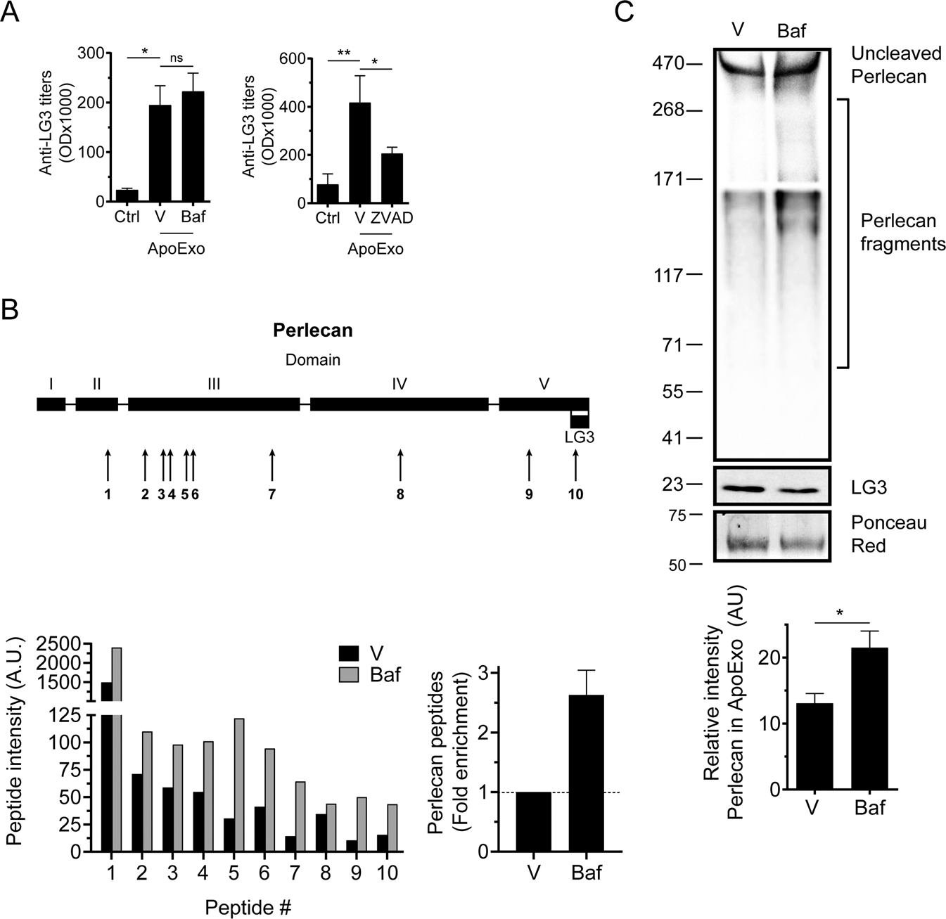 Fig. 7: Autophagy controls the cleavage of perlecan to LG3 fragments in apoptotic exosome-like vesicles (ApoExos).