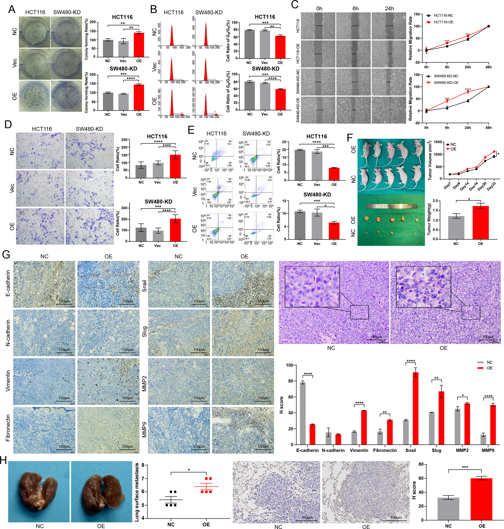 Fig. 3: Overexpression CCDC12 enhances the biological behavior of tumor cells.