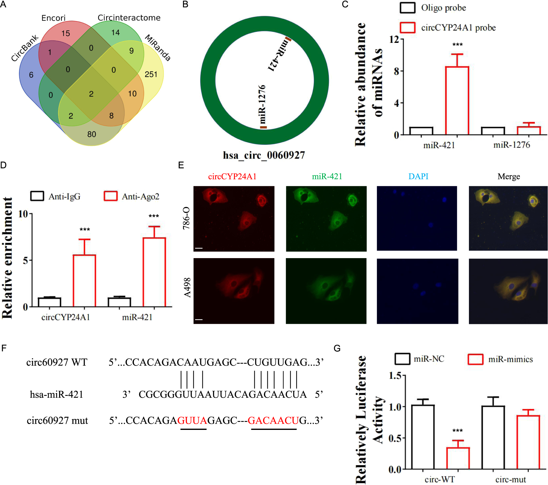 Fig. 3: CircCYP24A1 functions as a sponge for miR-421 in RCC cells.