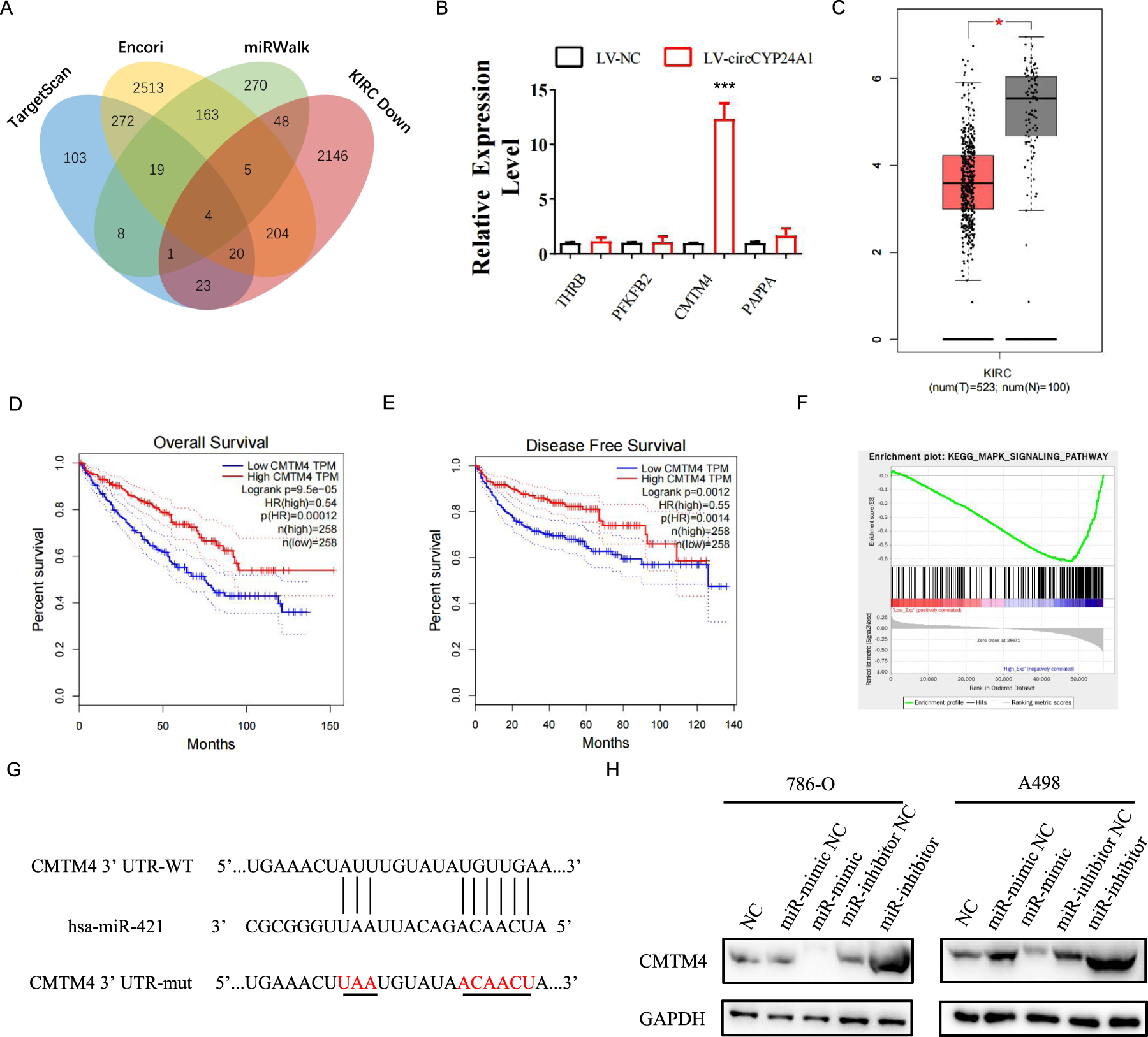 Fig. 4: CMTM4 is the target of miR-421 in RCC.