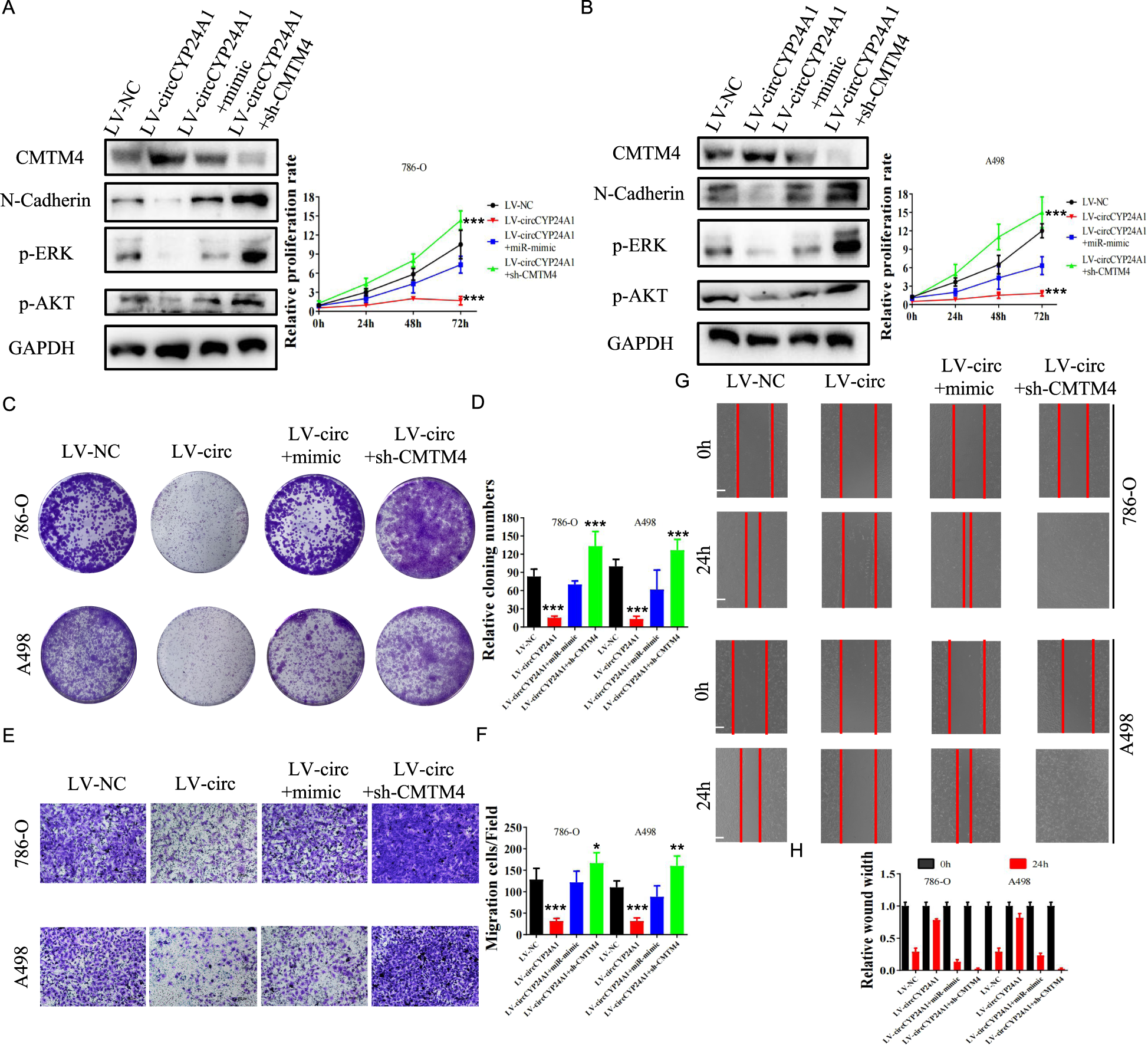 Fig. 5: Increases in proliferation, invasion, and migration mediated by CircCYP24A1 overexpression were abrogated in RCC cells transfected with the miR-421 mimic or sh-CMTM4.