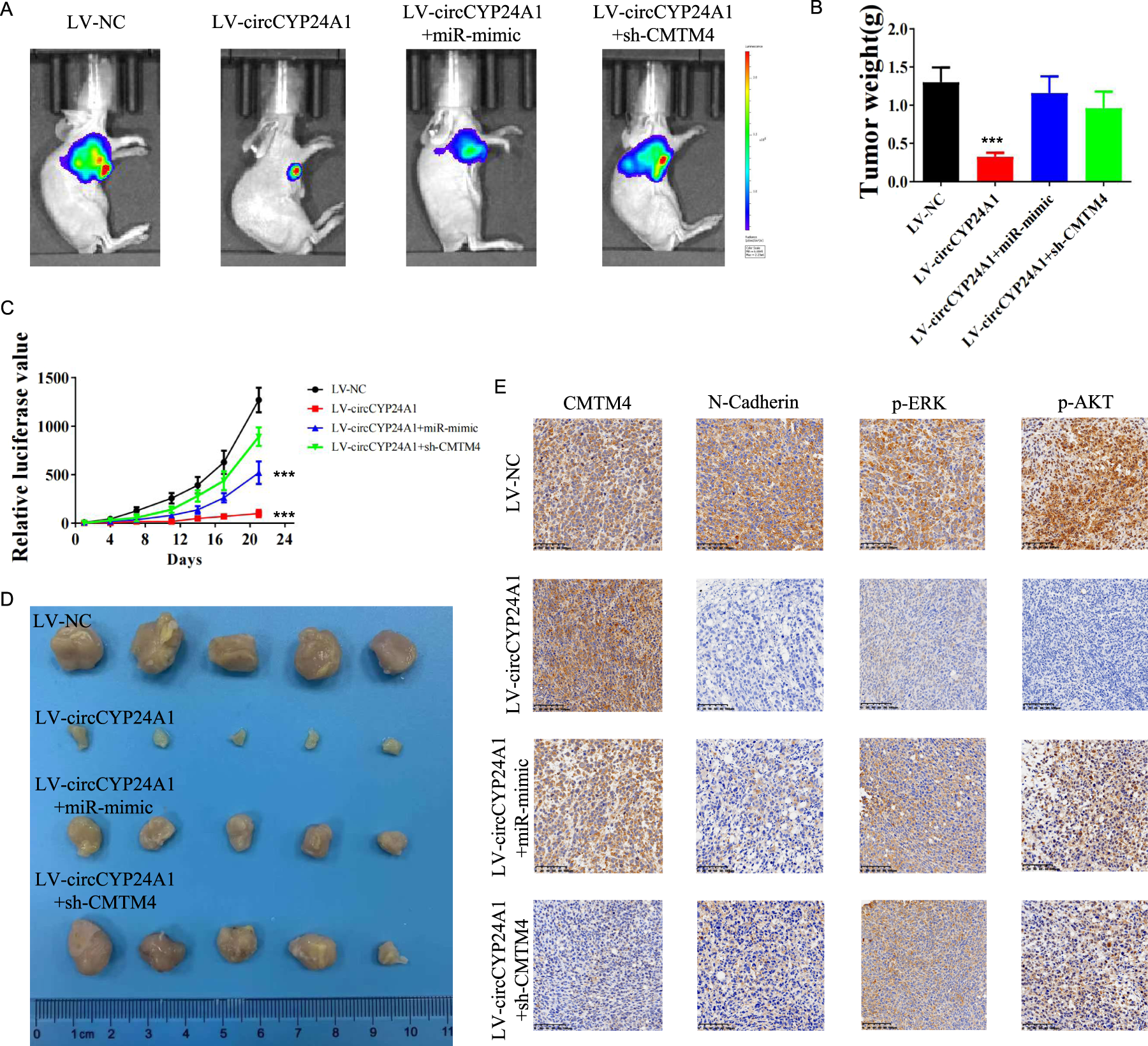 Fig. 7: Overexpression of circCYP24A1 suppresses RCC progression in vivo.