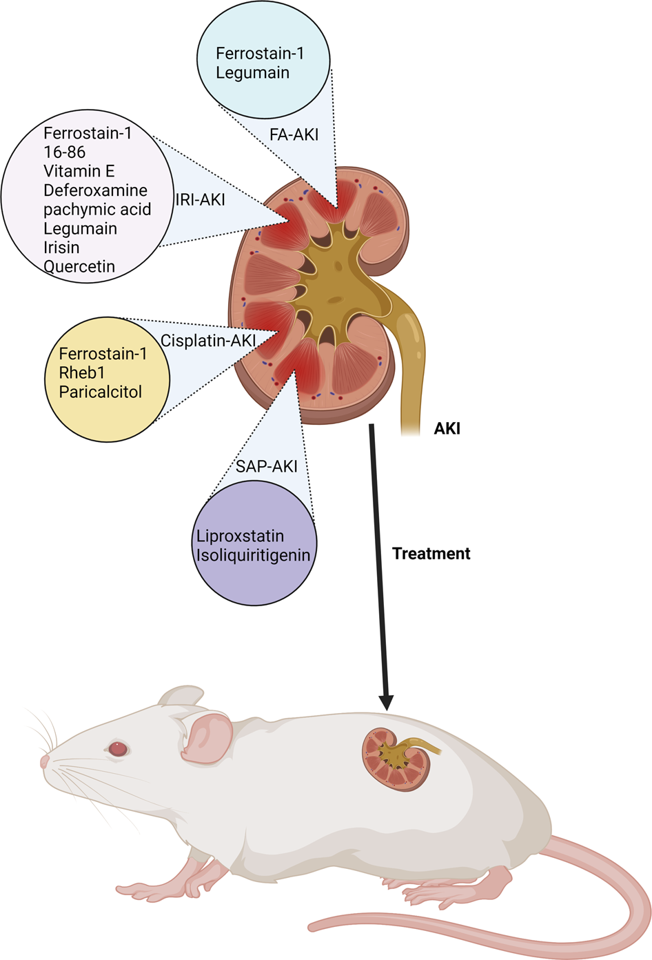 Fig. 5: Ferroptosis-targeted treatment in AKI.