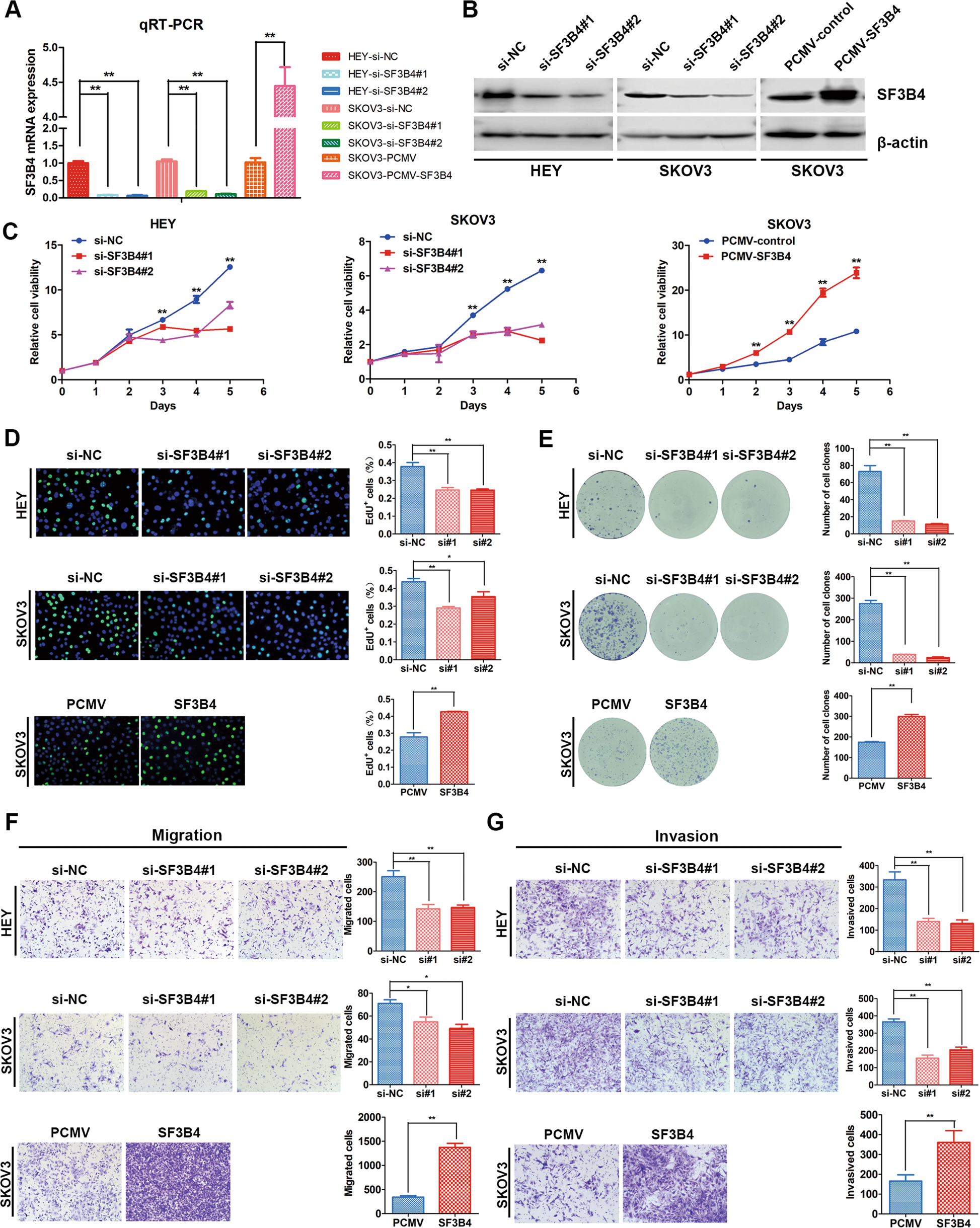Fig. 2: SF3B4 promotes proliferation, migration and invasion of ovarian cancer cells.