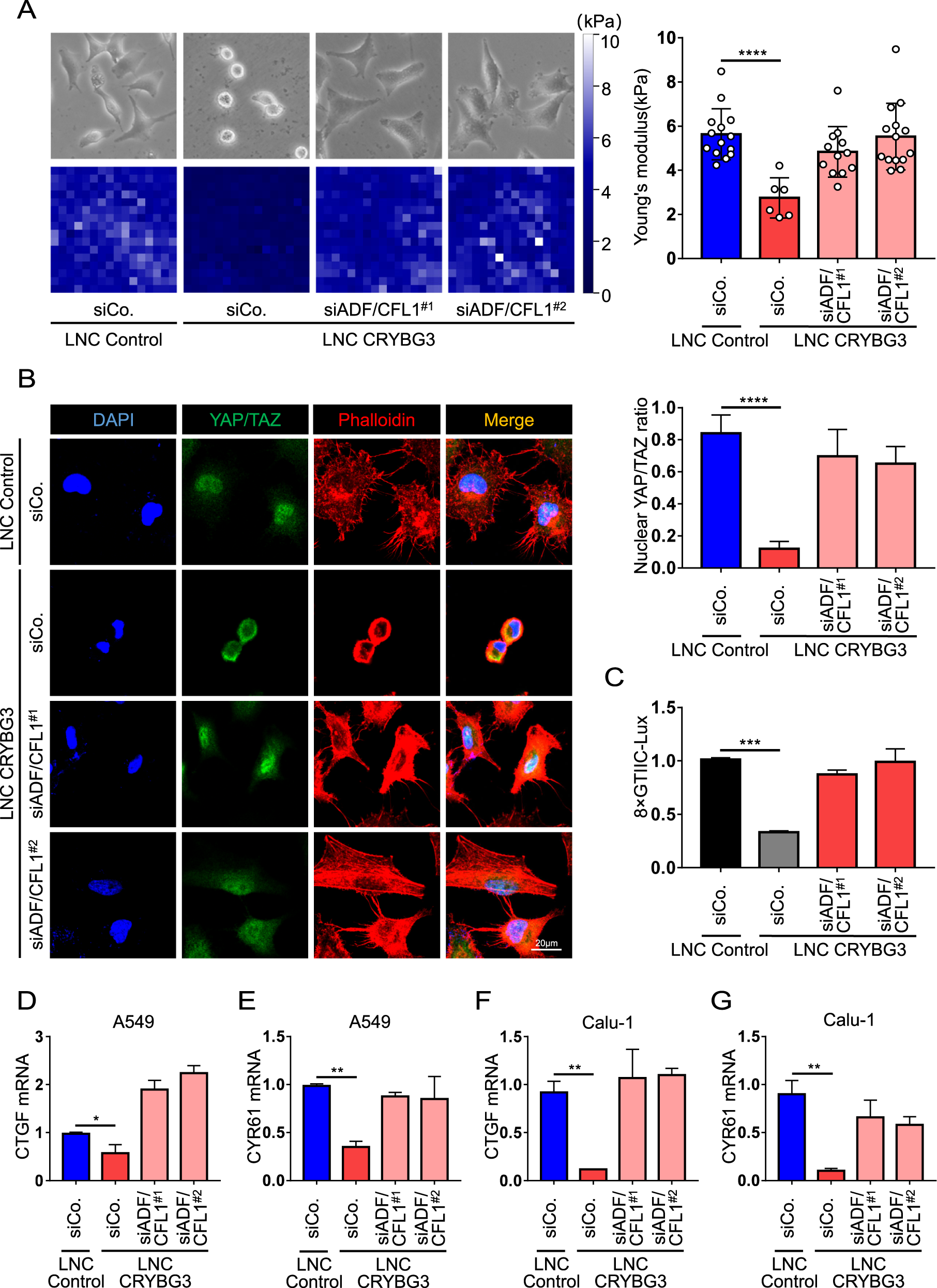 Fig. 5: siADF/CFL1 rescue lncRNA CRYBG3-caused YAP/TAZ inhibition.