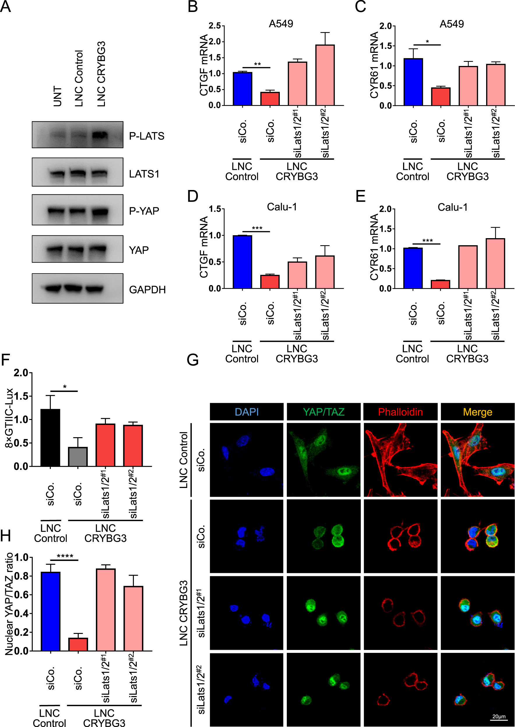 Fig. 6: LncRNA CRYBG3 regulates YAP/TAZ activity by LATS1/2 kinase.