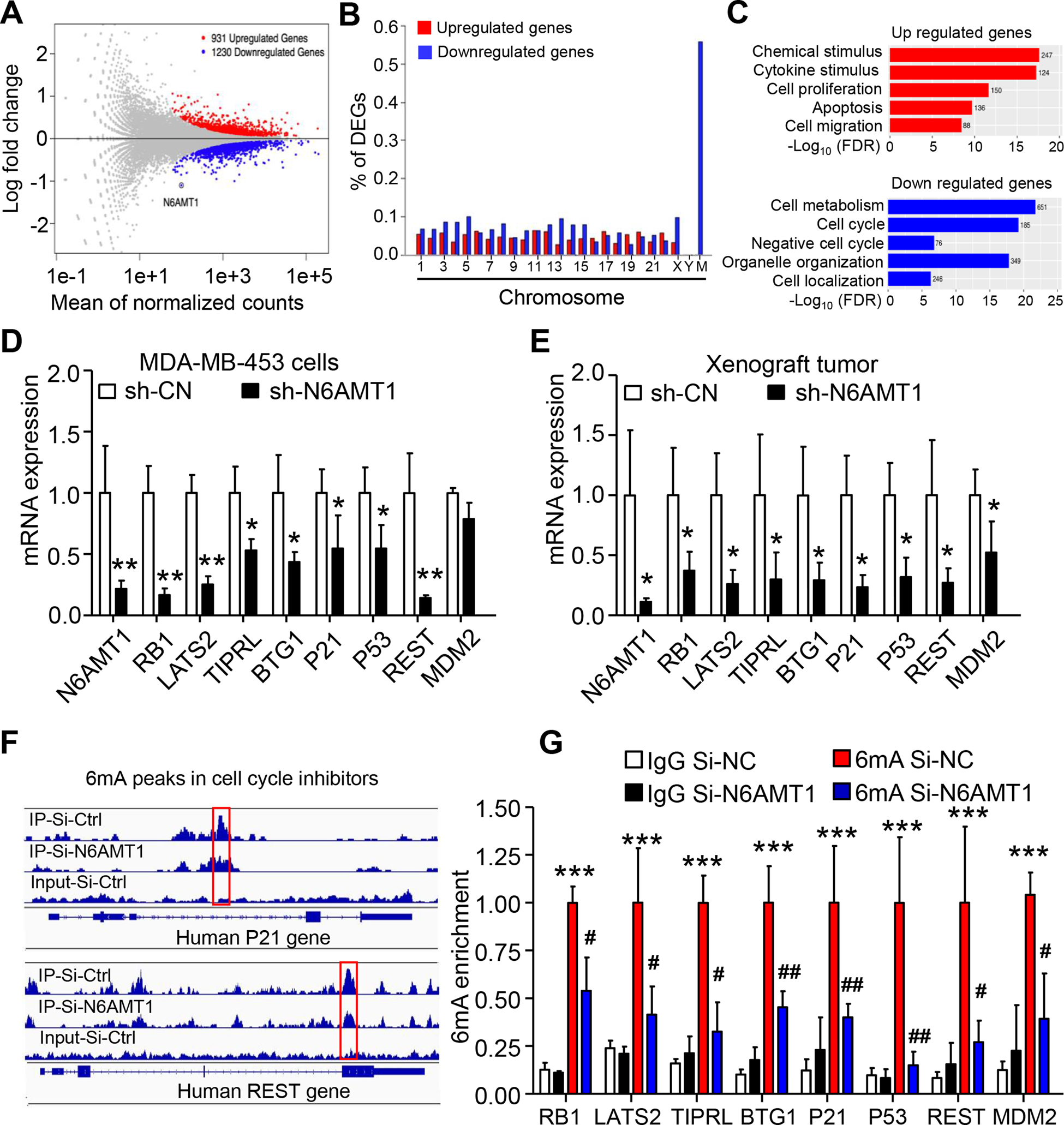 Fig. 5: Negative regulators of the cell cycle are targets of N6AMT1 in BC cells.