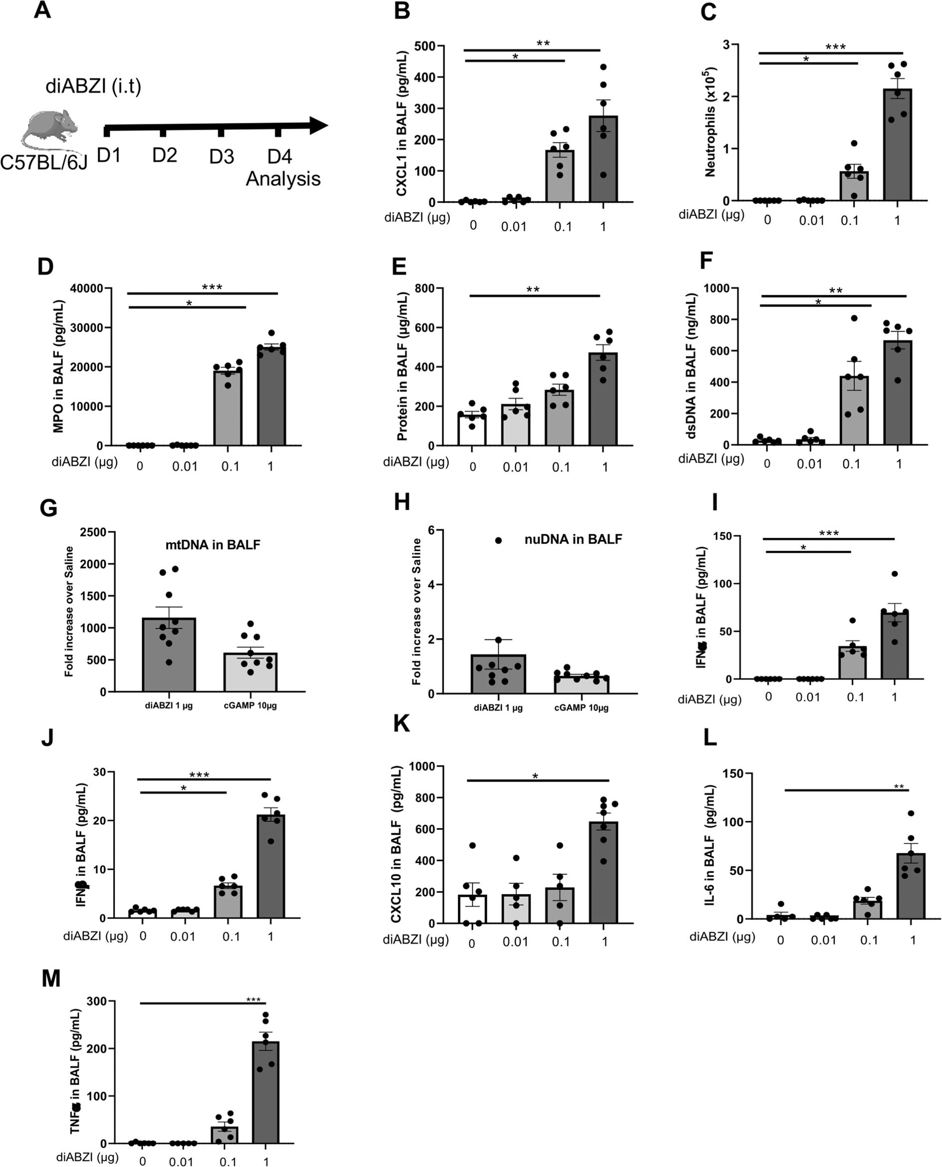 Fig. 4: STING agonist diABZI triggers neutrophilic airway inflammation.