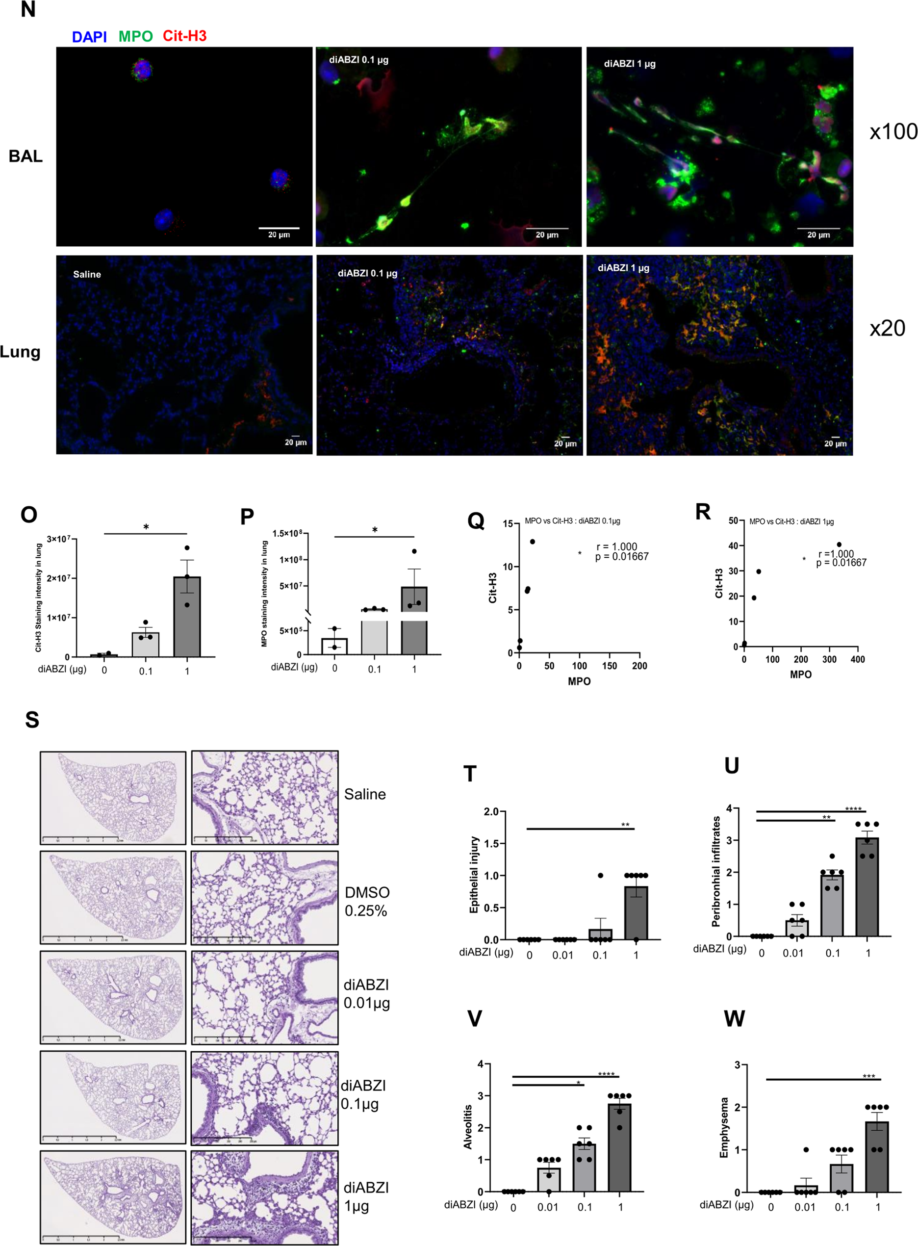 Fig. 4: STING agonist diABZI triggers neutrophilic airway inflammation.