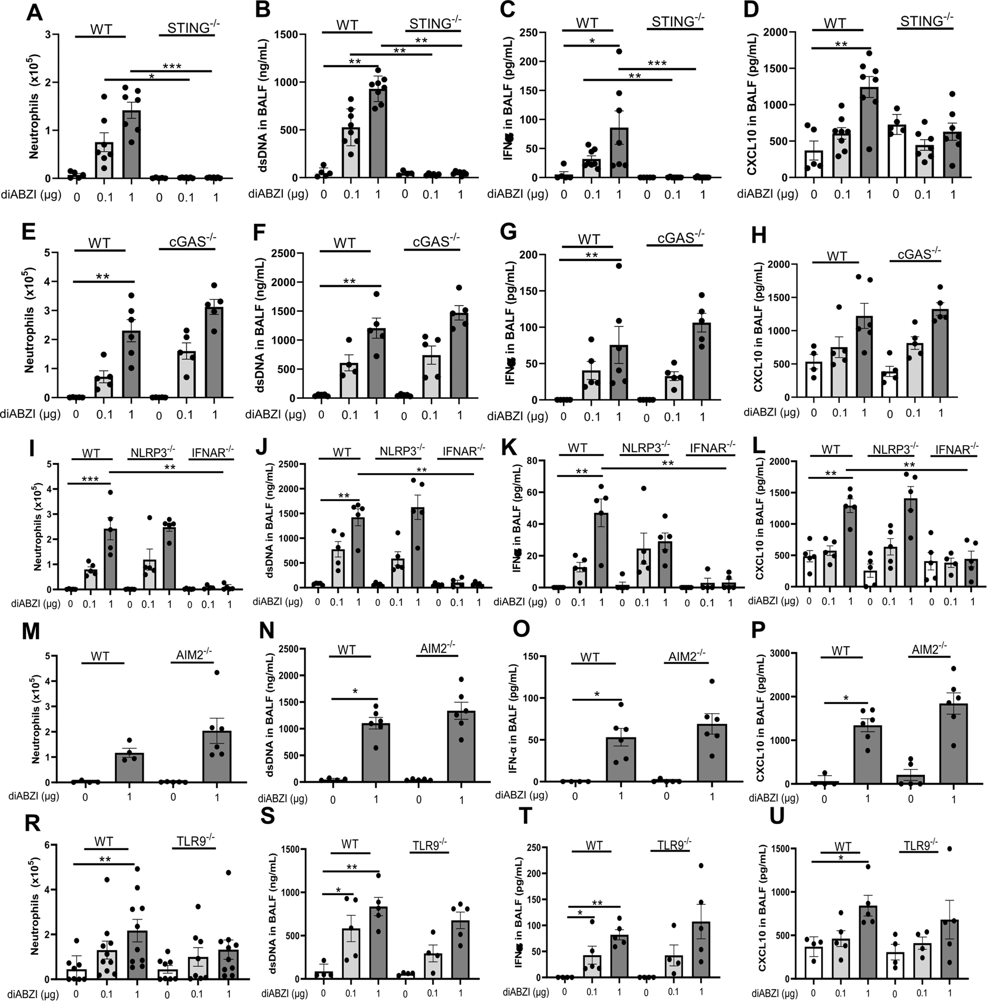 Fig. 7: STING is the major sensor of diABZI-induced lung inflammation.