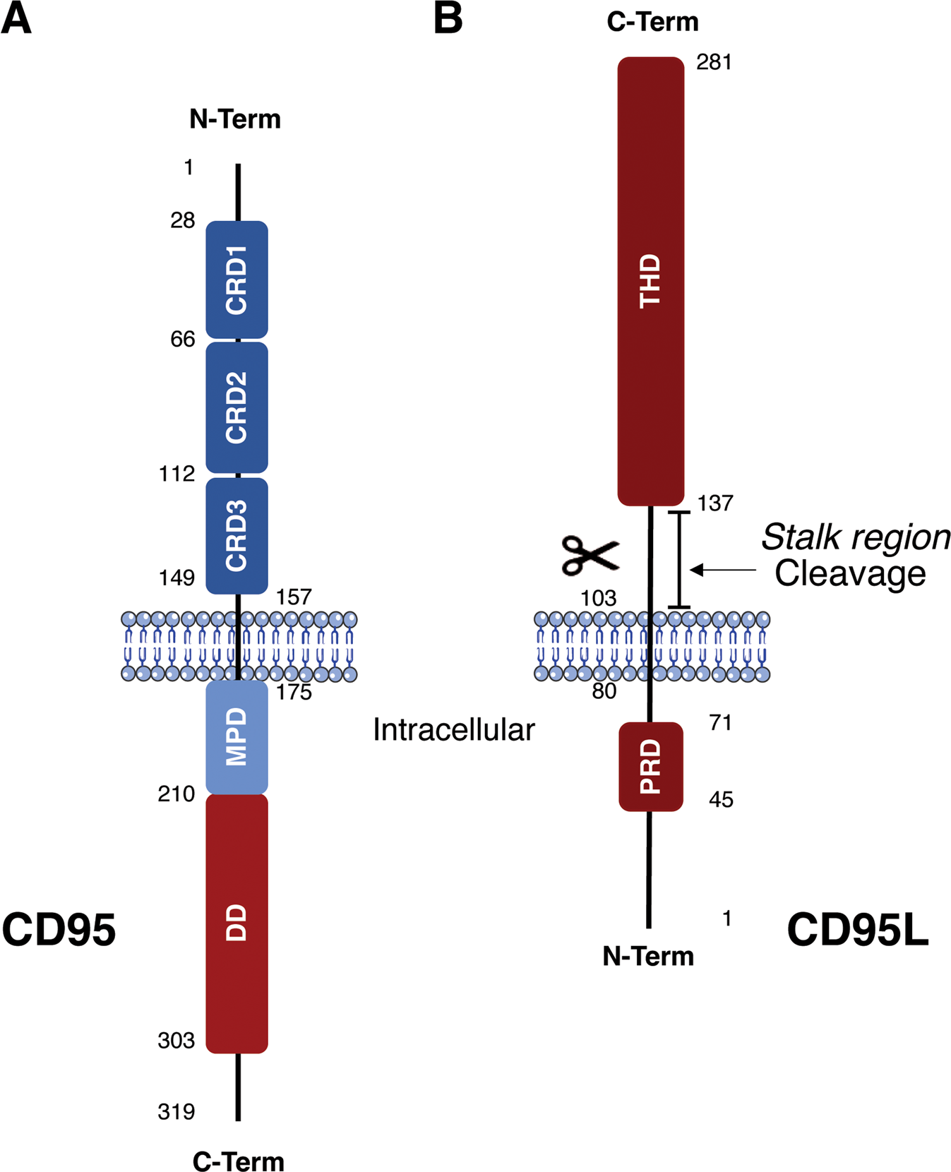 Therapeutic approaches targeting CD95L/CD95 signaling in cancer and  autoimmune diseases | Cell Death & Disease