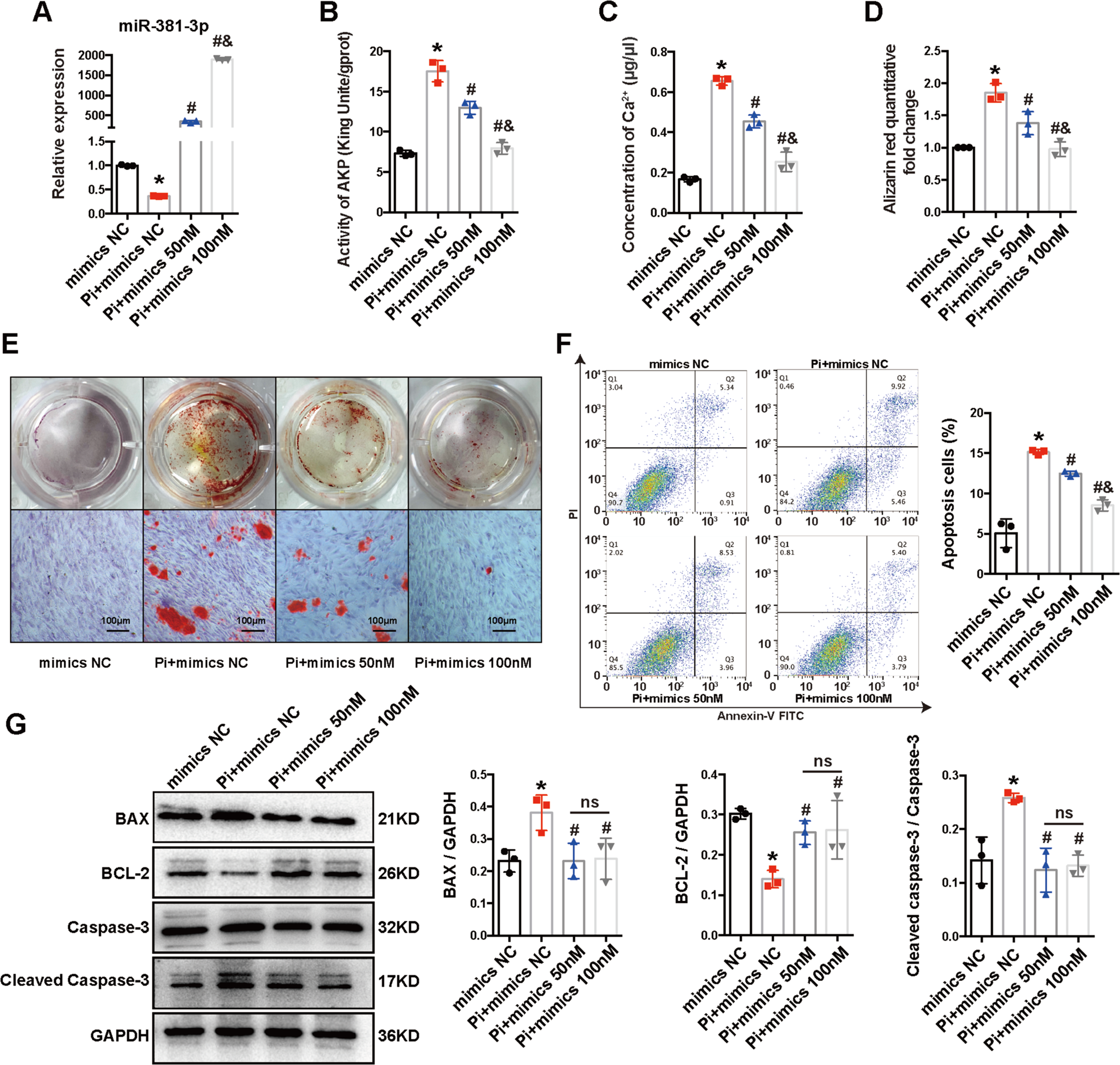 Fig. 3: Effects of miR-381-3p on VC and apoptosis in HA-VSMCs.