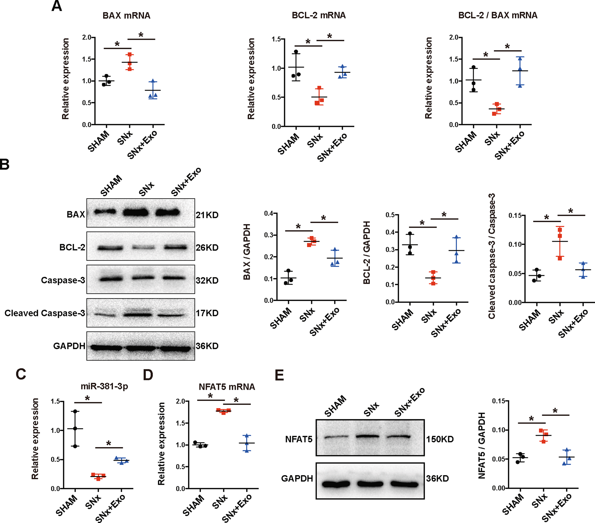 Fig. 7: BMSC-Exo inhibited apoptosis of thoracic aorta in 5/6 SNx rats through regulating miR-381-3p/NFAT5 axis.