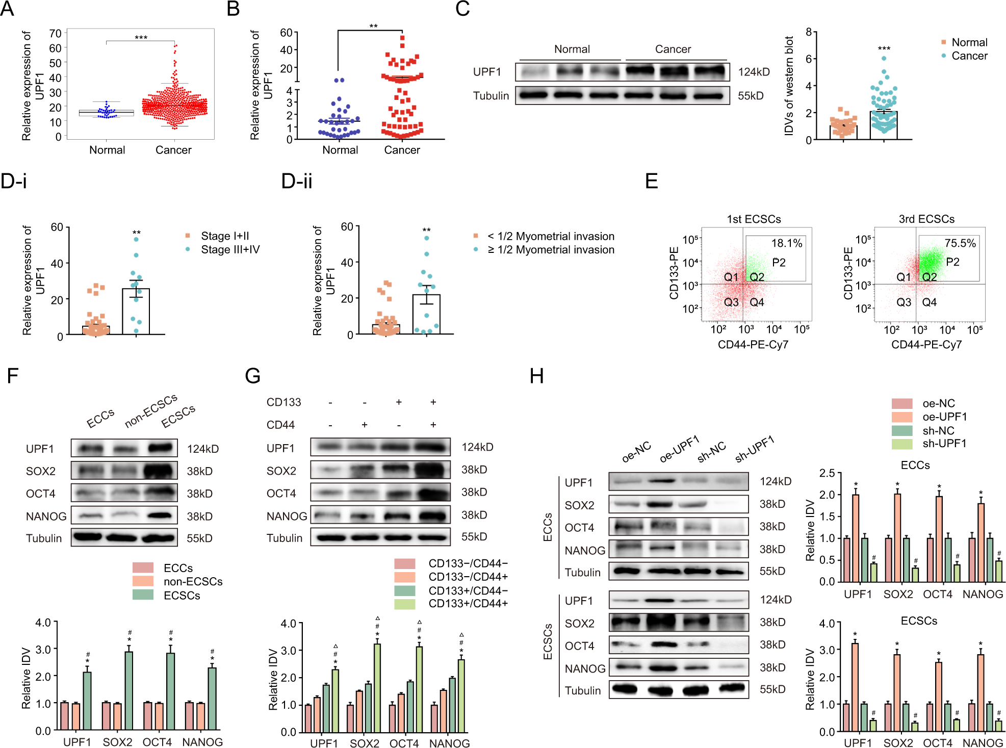UPF1 contributes to the maintenance of endometrial cancer stem cell  phenotype by stabilizing LINC00963 | Cell Death & Disease