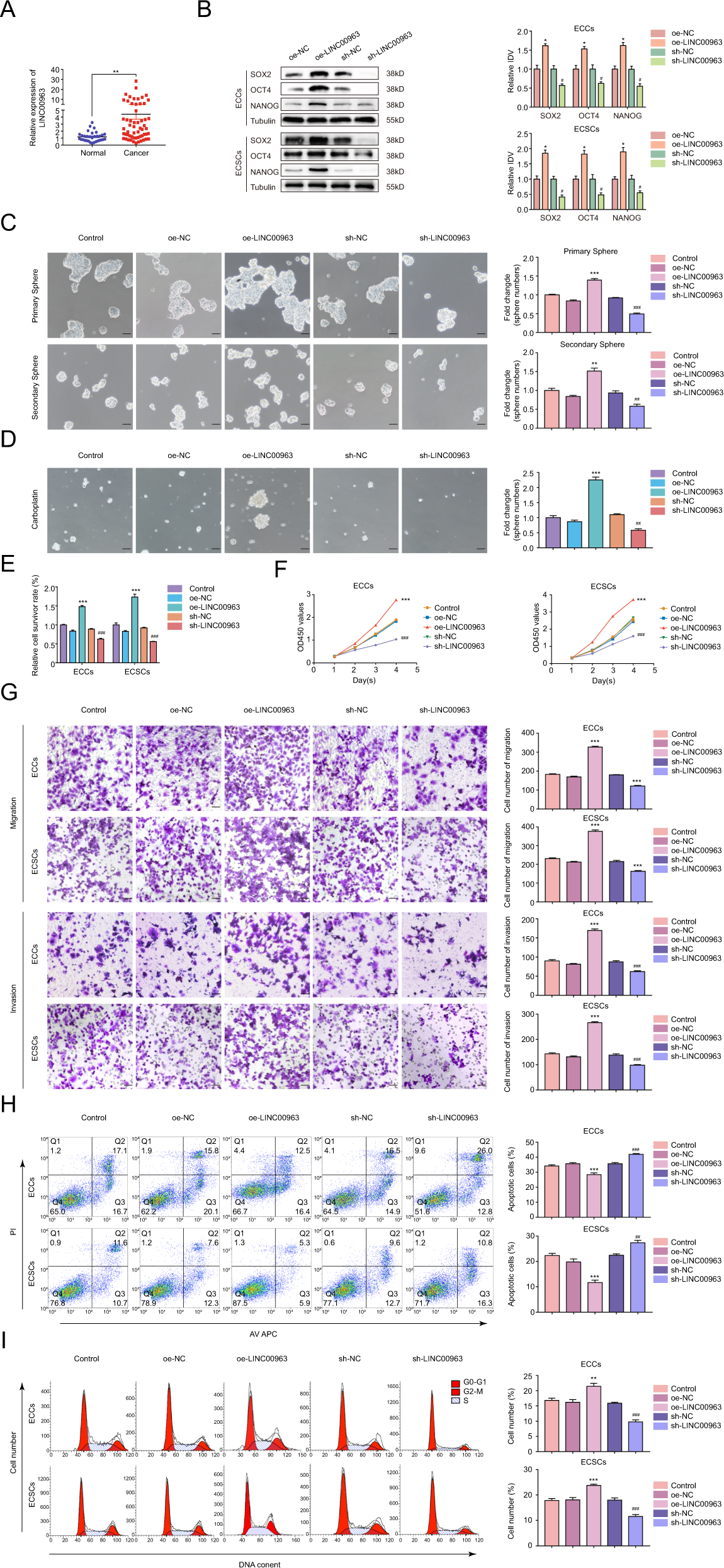 Fig. 4: LIN00963 enhances the tumorigenicity of ECSCs.