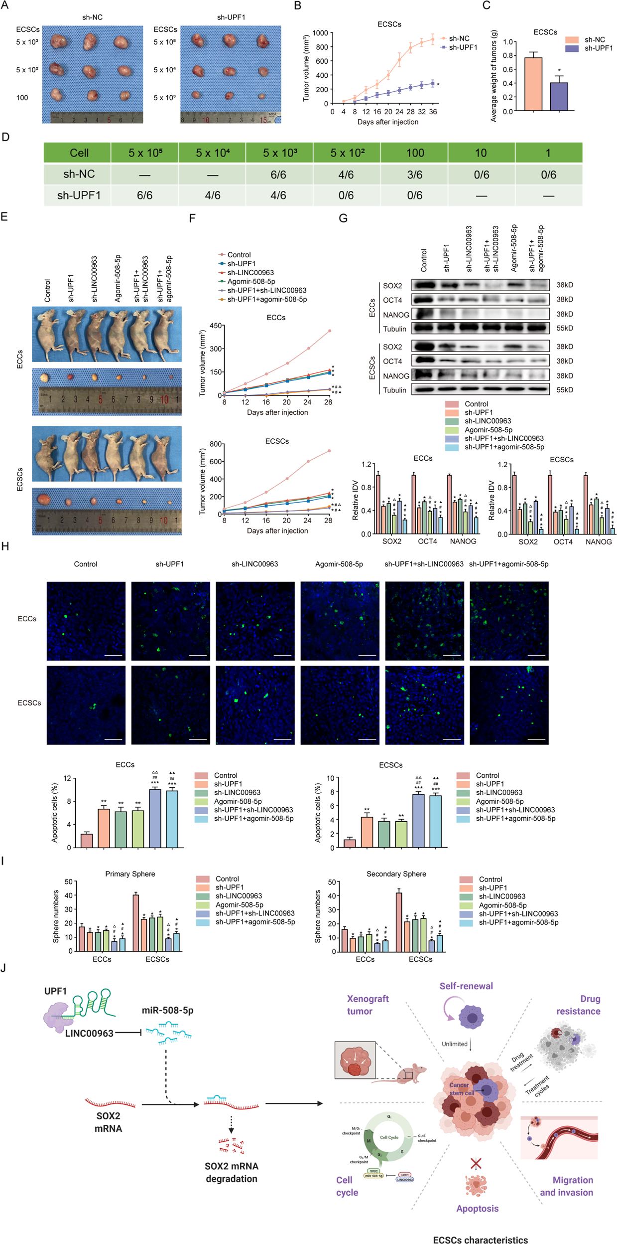 Fig. 8: UPF1 regulates ECSC initiation via the LINC00963/miR-508-5p axis in vivo.