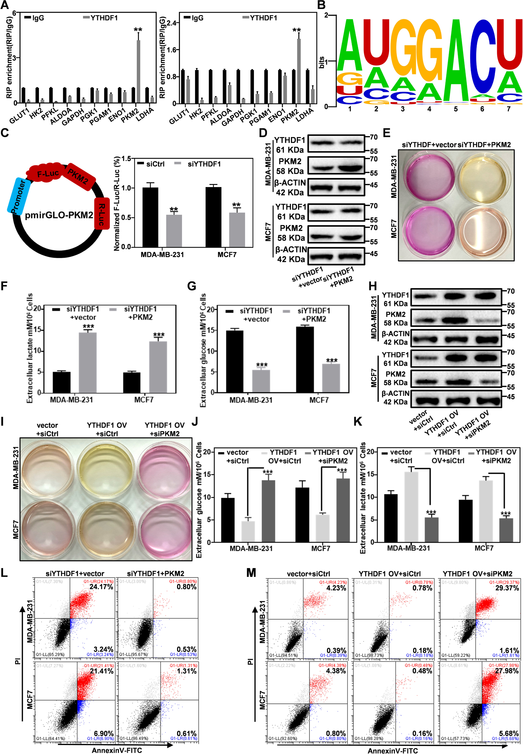Fig. 5: YTHDF1 regulates PKM2 expression to affect glycolysis.