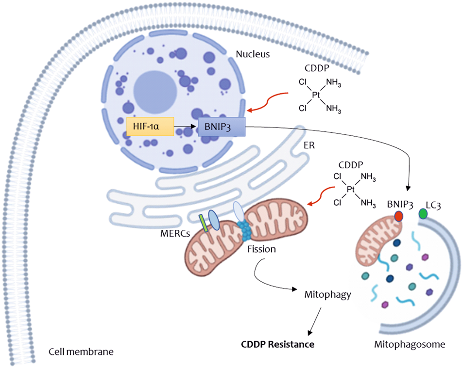 Cisplatin resistance can be curtailed by blunting Bnip3-mediated  mitochondrial autophagy | Cell Death & Disease