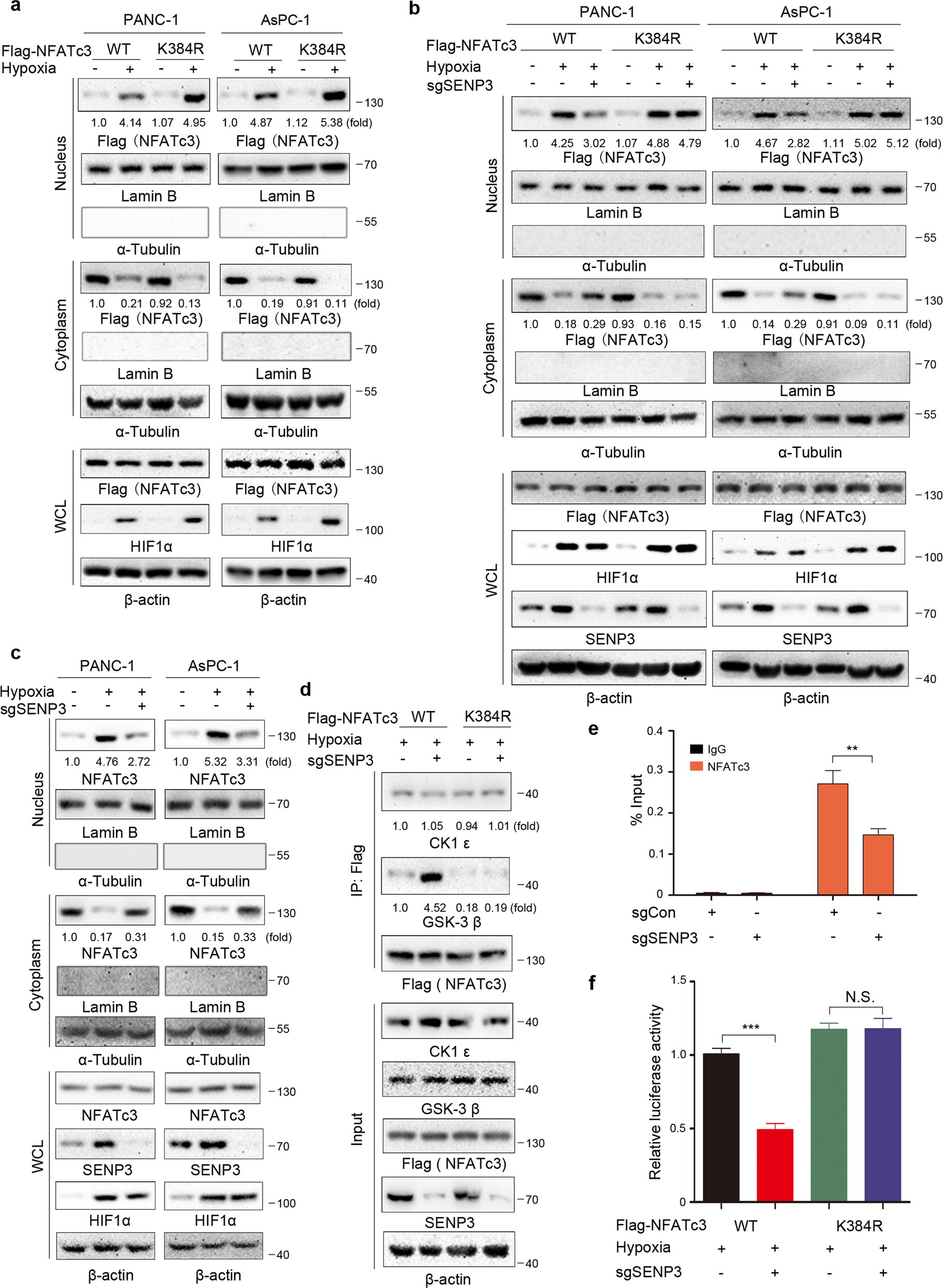 Fig. 5: NFATc3 K384 deSUMOylation by SENP3 increases nuclear translocation of NFATc3 by decreasing its interaction with GSK-3β.