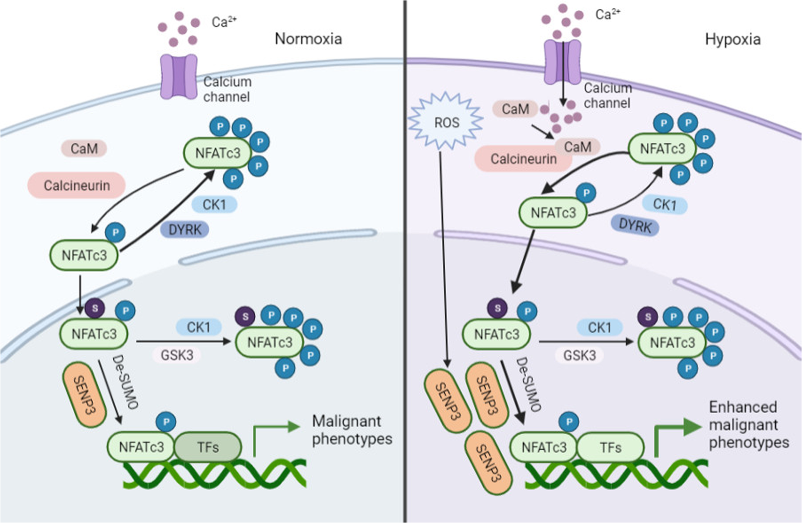 Fig. 8: The diagram displaying the regulation of NFATc3 signaling by deSUMOylation under hypoxia.