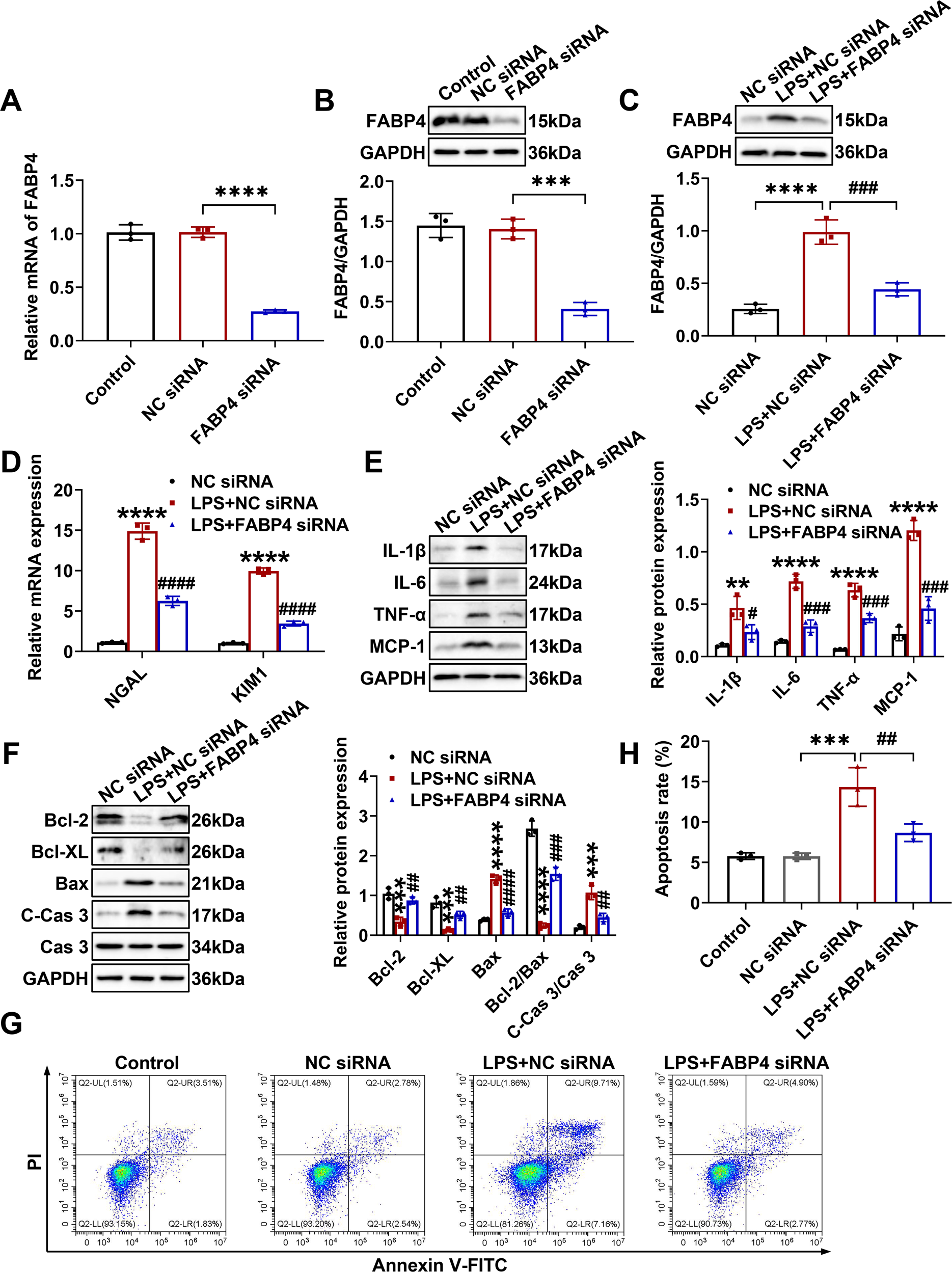Fig. 5: FABP4 knockdown inhibited inflammation and apoptosis in LPS-stimulated TCMK-1 cells.