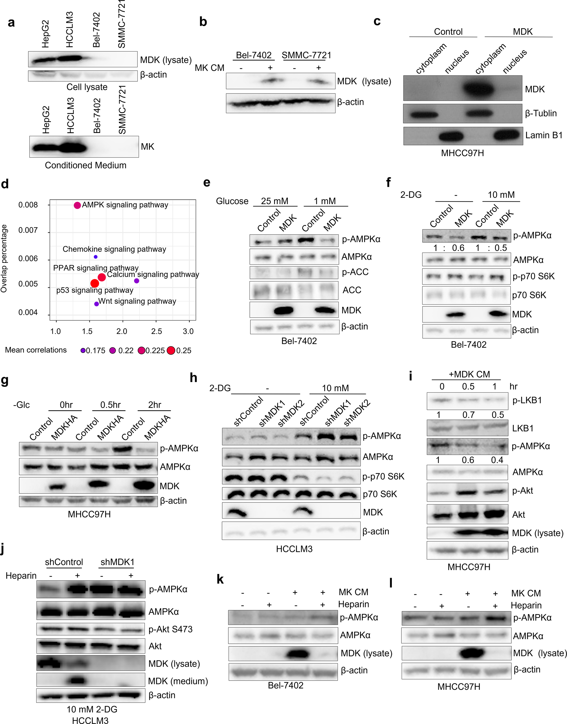 Midkine noncanonically suppresses AMPK activation through disrupting the  LKB1-STRAD-Mo25 complex | Cell Death & Disease