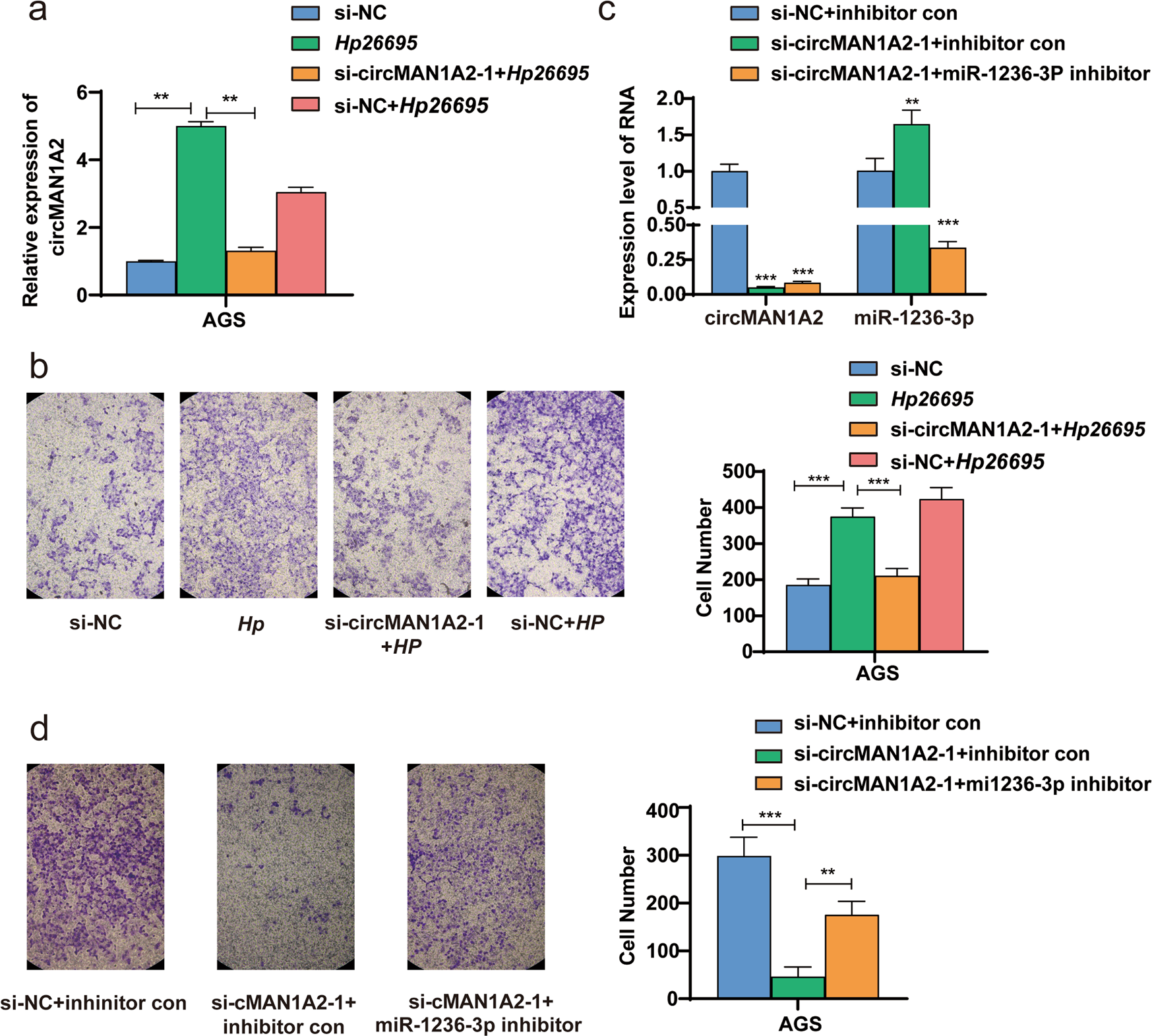 Fig. 5: H. pylori promotes the migration of GC cells by regulating the circMAN1A2-miR-1236-3p axis.