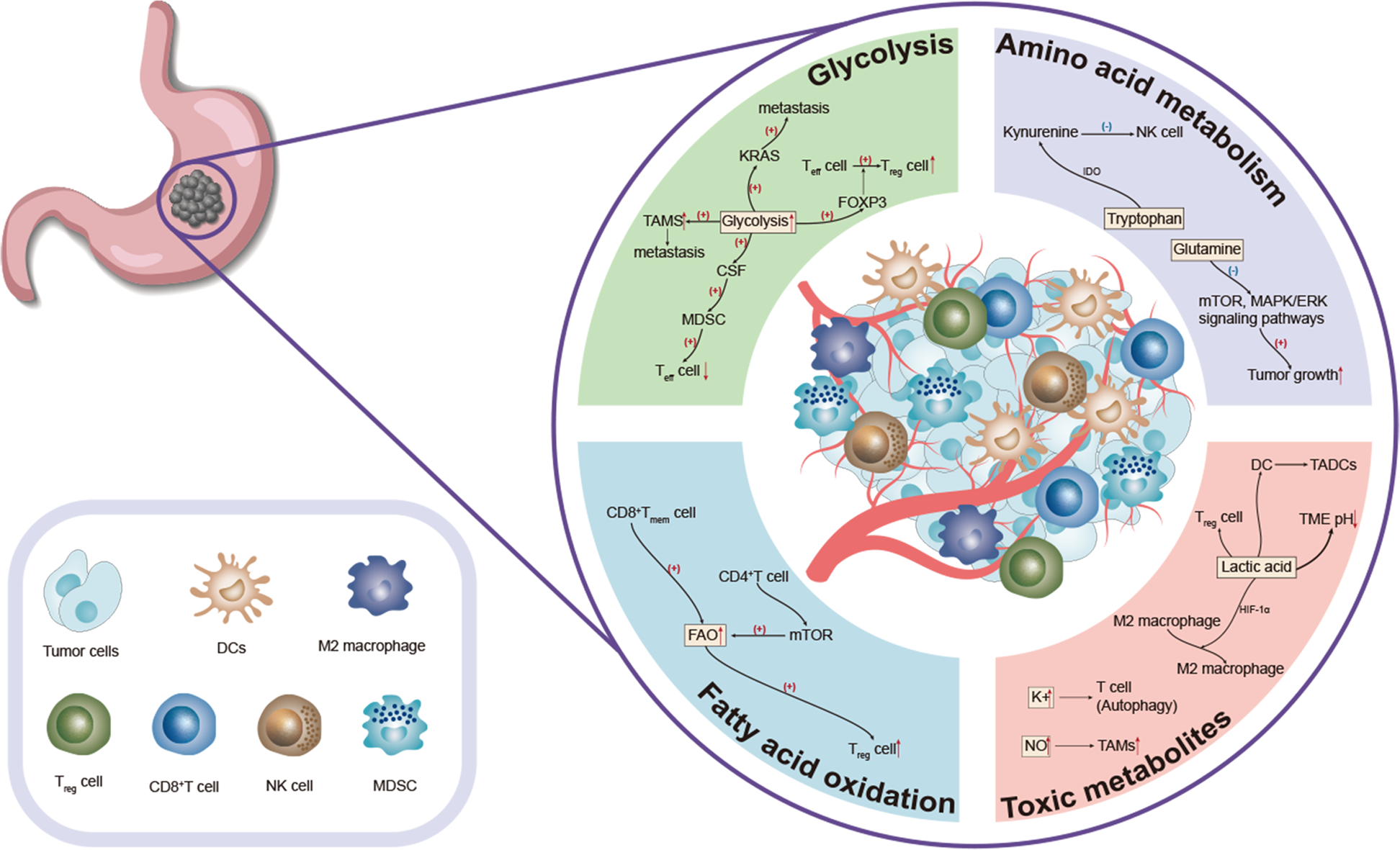 Impacts and mechanisms of metabolic reprogramming of tumor