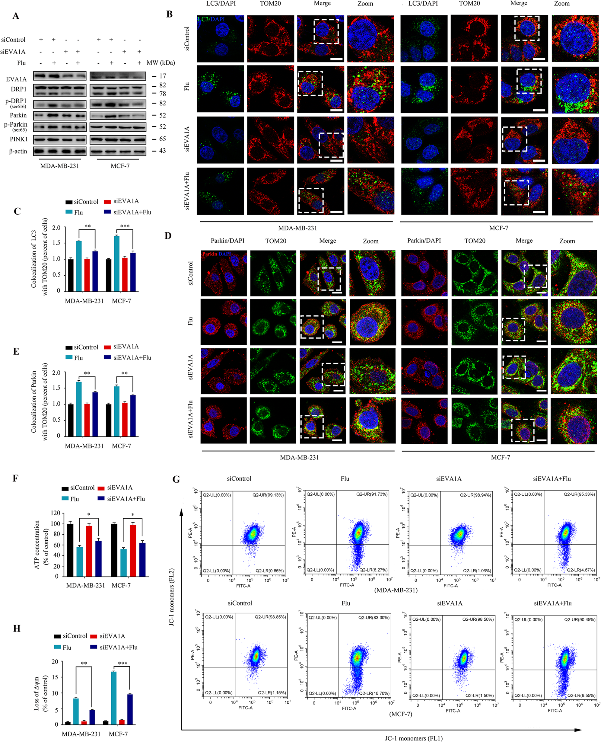 Fig. 6: Flubendazole induces mitochondrial dysfunction and DRP1-mediated mitophagy via targeting EVA1A in MDA-MB-231 and MCF-7 cells.