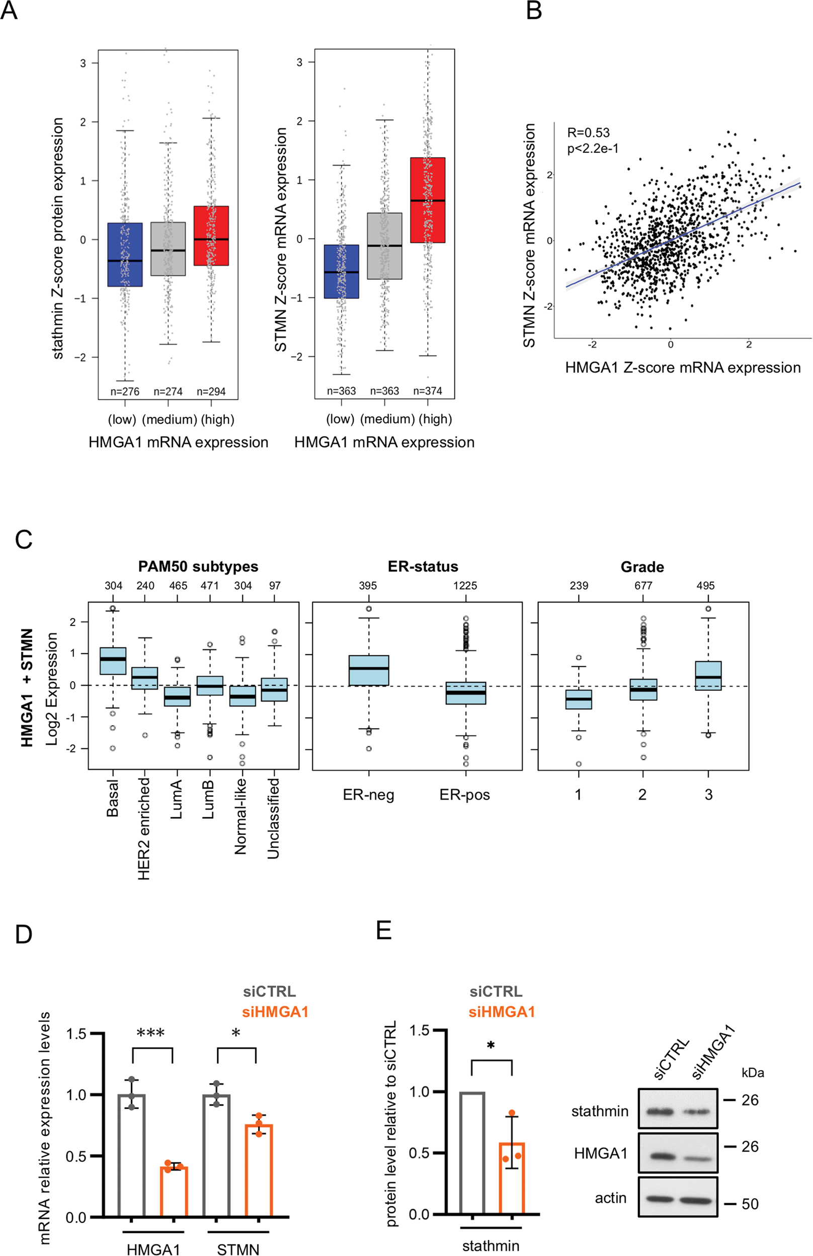 hmga1-positively-regulates-the-microtubule-destabilizing-protein-stathmin-promoting-motility-in-tnbc-cells-and-decreasing-tumour-sensitivity-to-paclitaxel-cell-death-disease
