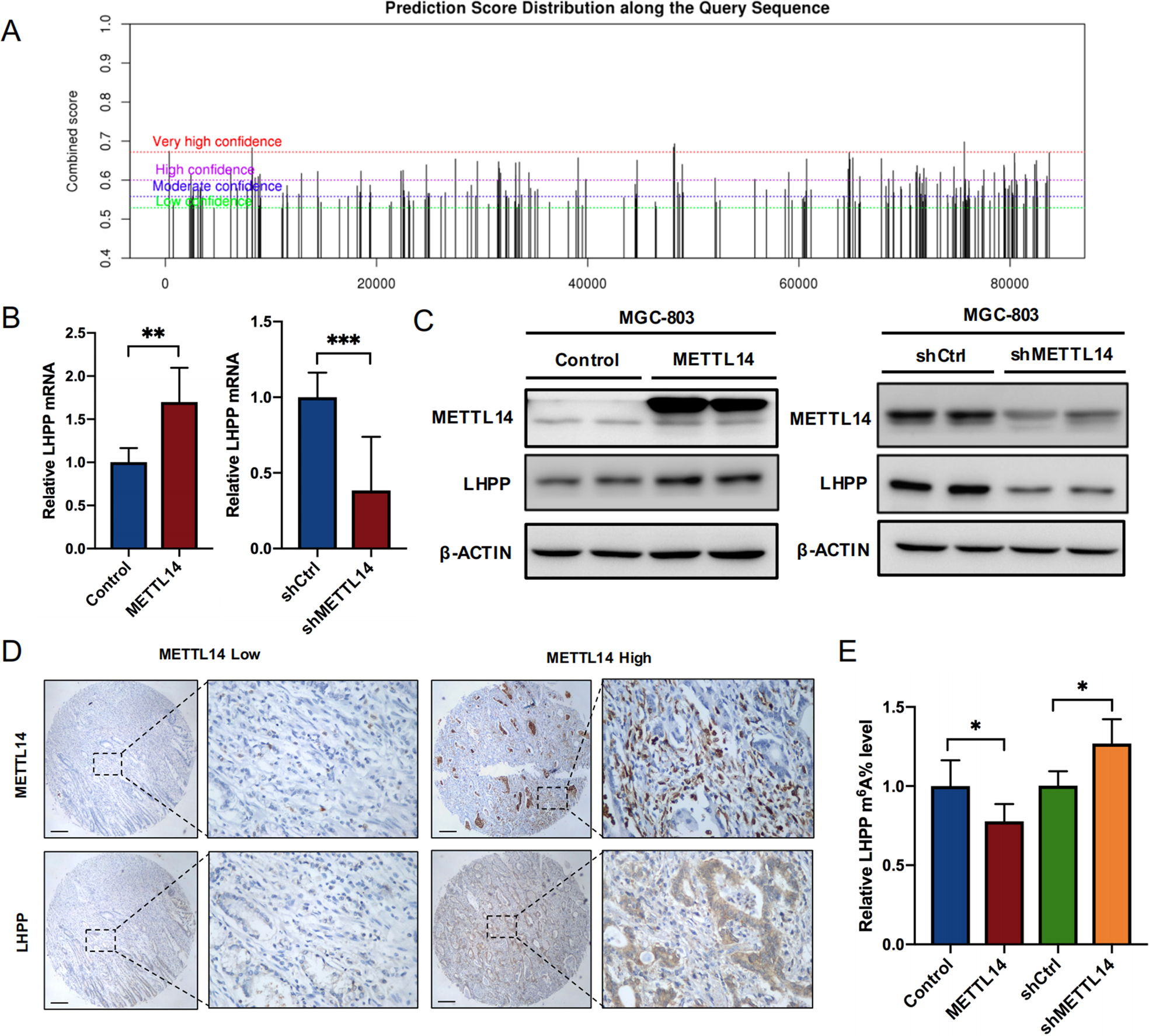 Fig. 4: METTL14-mediated m6A modification represses LHPP expression in GC.