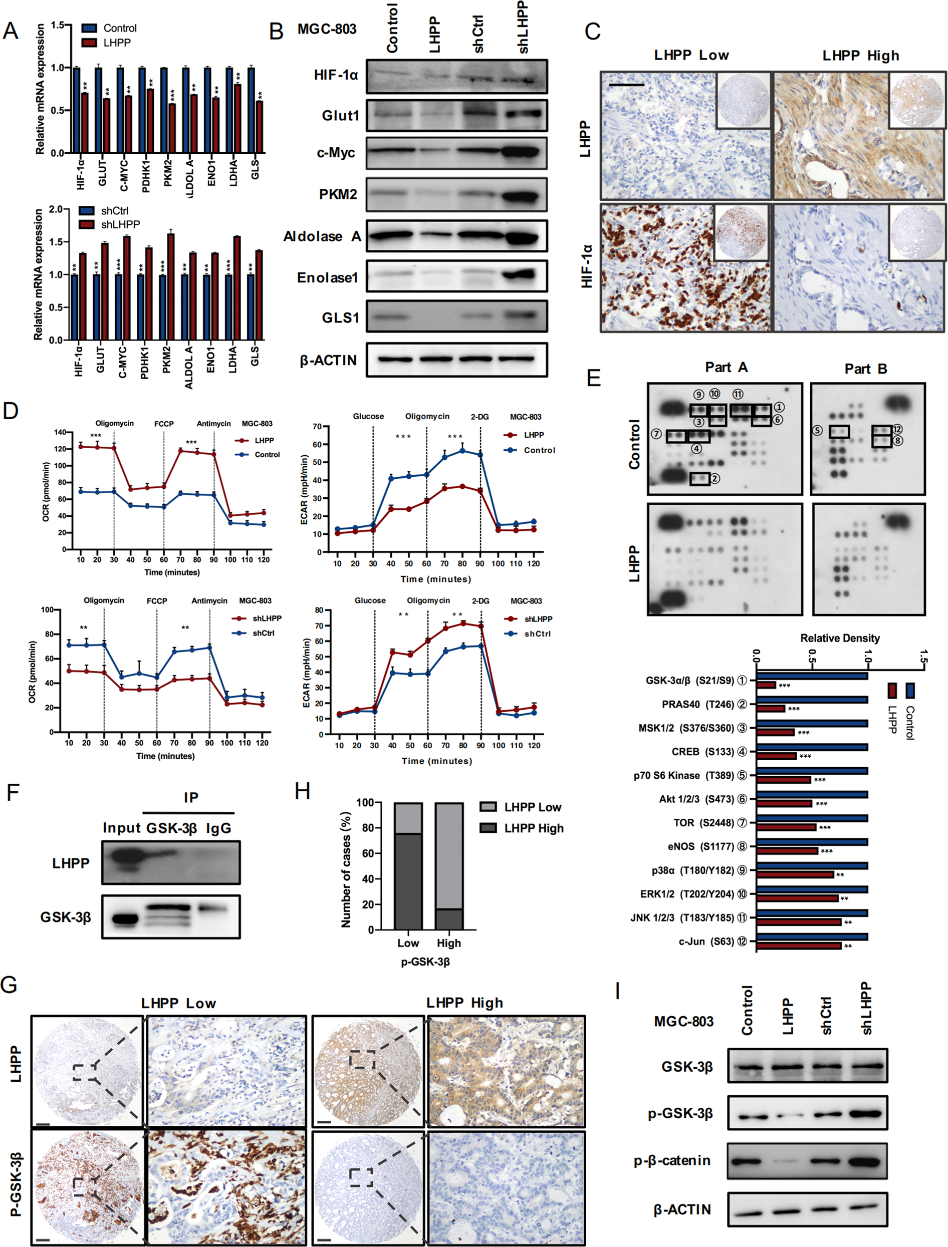 Fig. 6: LHPP suppresses aerobic glycolysis.