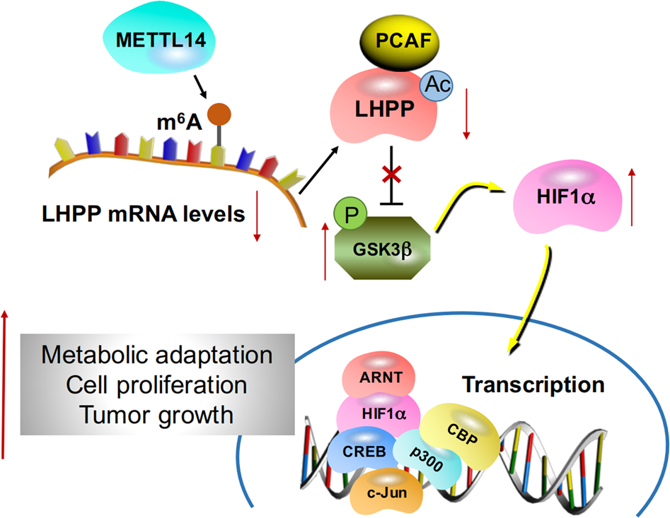 Fig. 7: Proposed mechanism scheme of LHPP in GC.