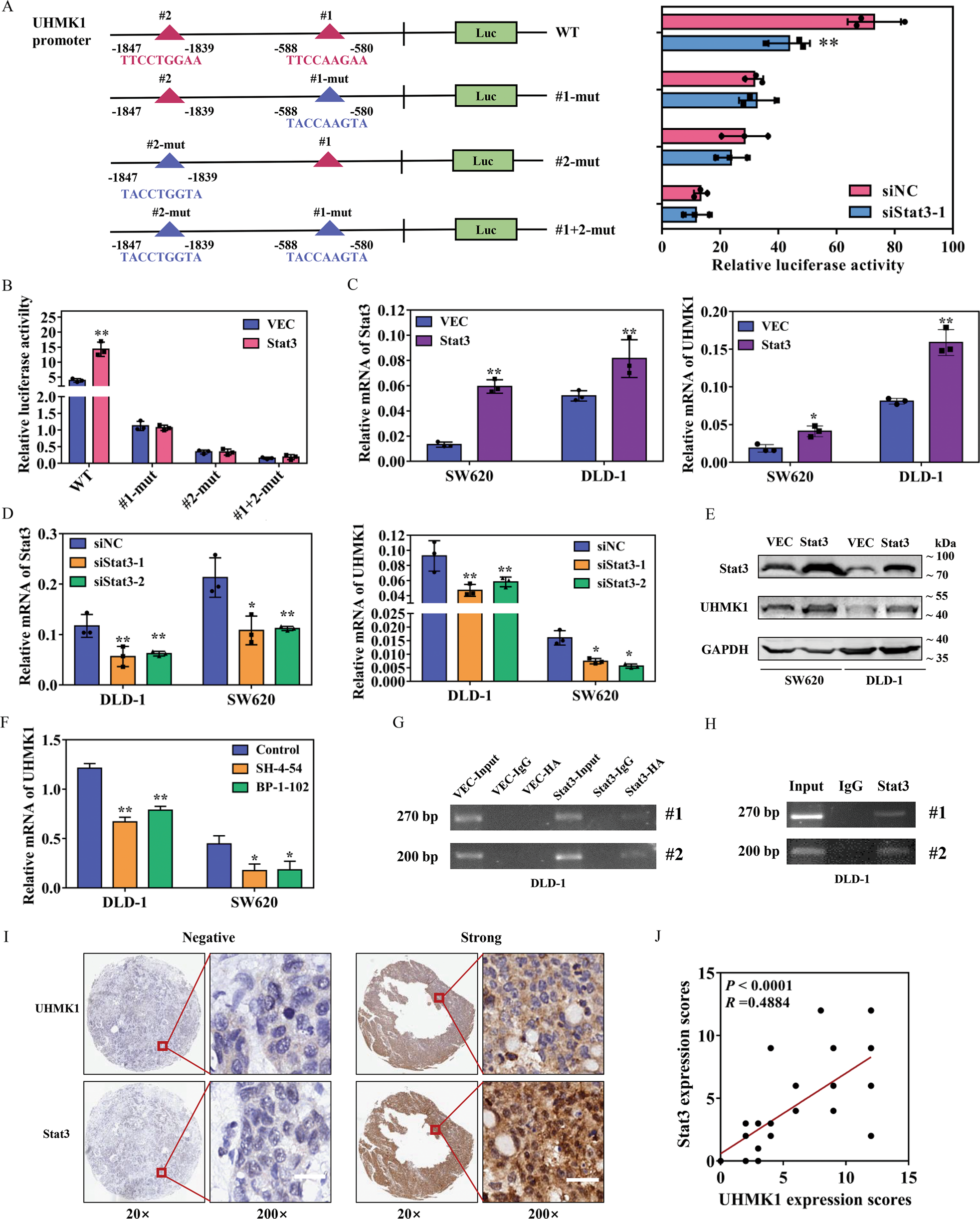 Fig. 5: UHMK1 was transcriptionally regulated by STAT3.