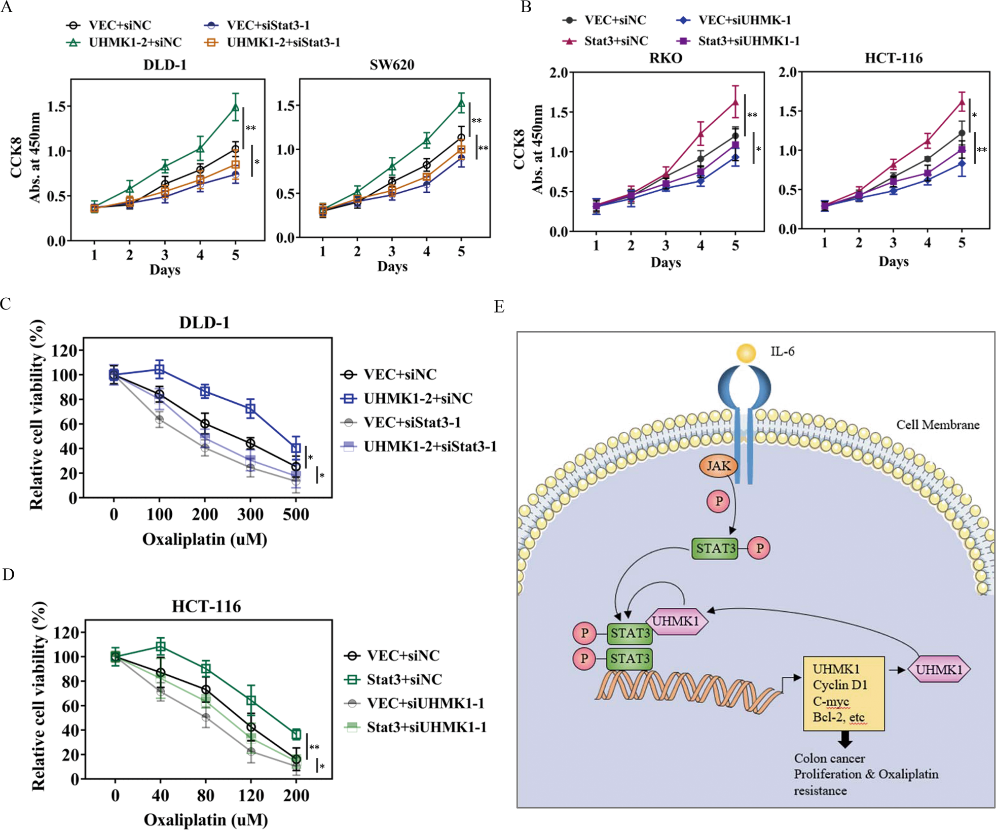 Fig. 6: The functional relationship between UHMK1 and STAT3 in regulating cell proliferation and oxaliplatin resistance.