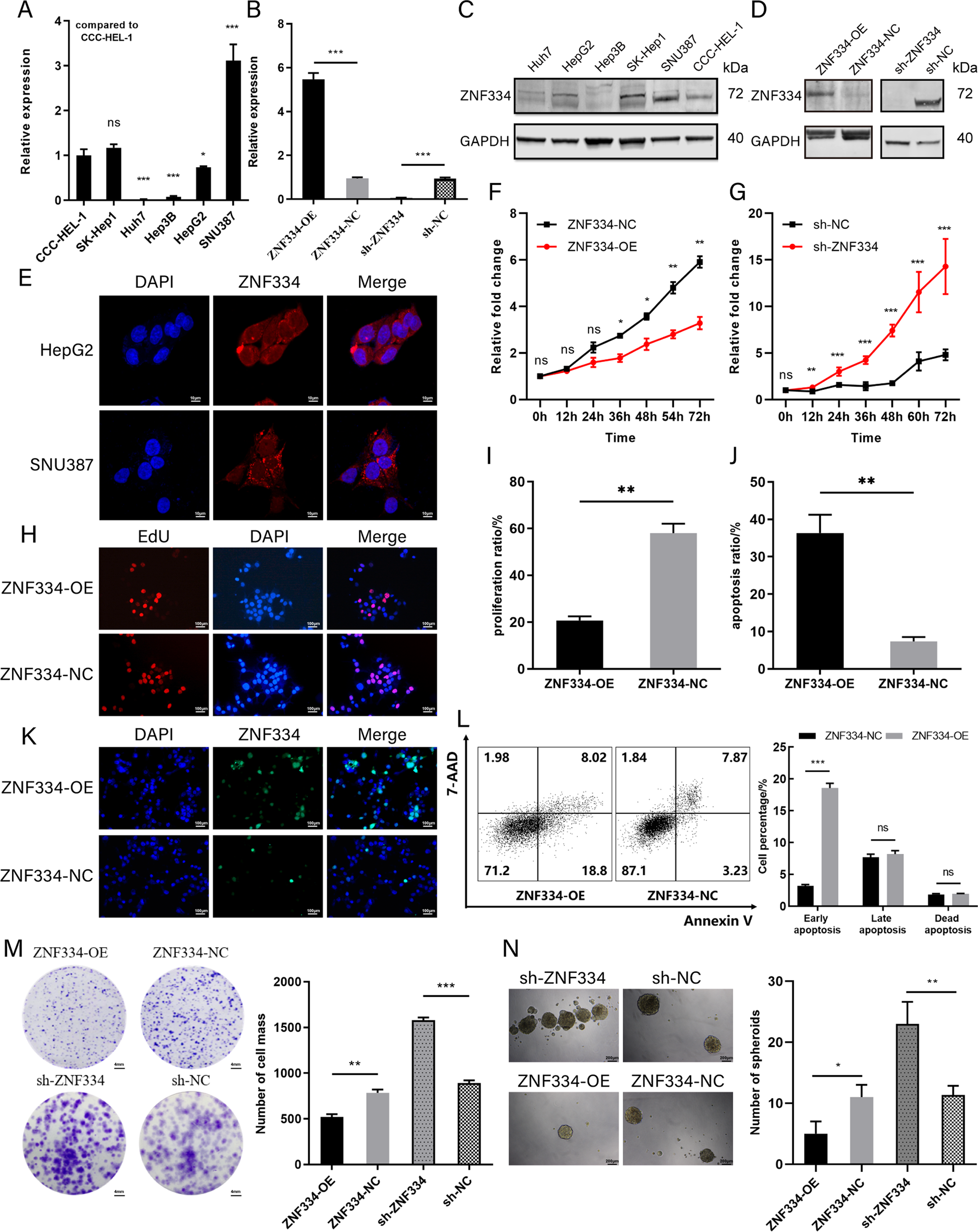 Fig. 5: ZNF334 promotes cell apoptosis, inhibits proliferation and stemness of liver cancer cells in vitro.