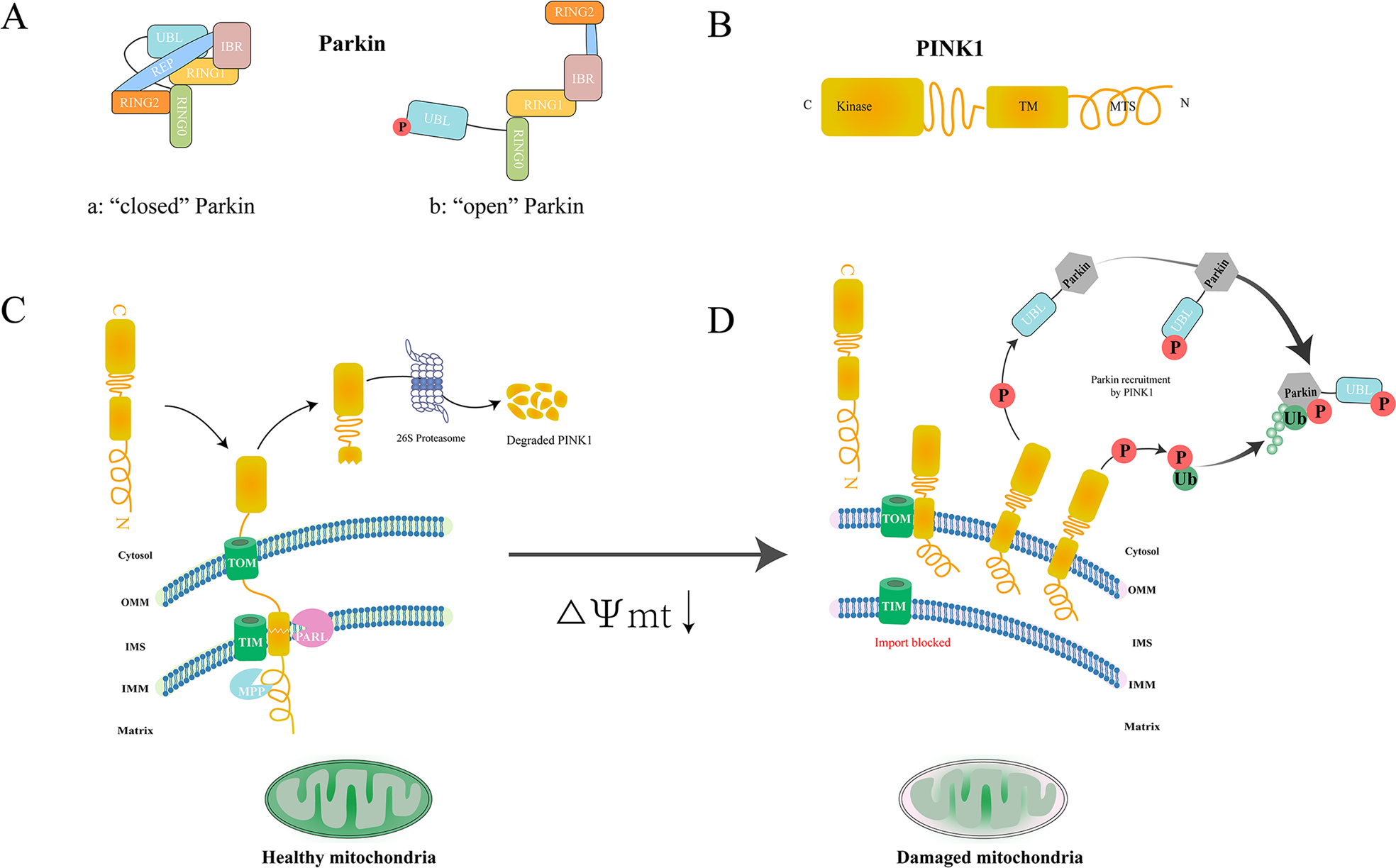 Mitochondrial Autophagy Molecular Mechanisms And Implications For Cardiovascular Disease Cell Death Disease