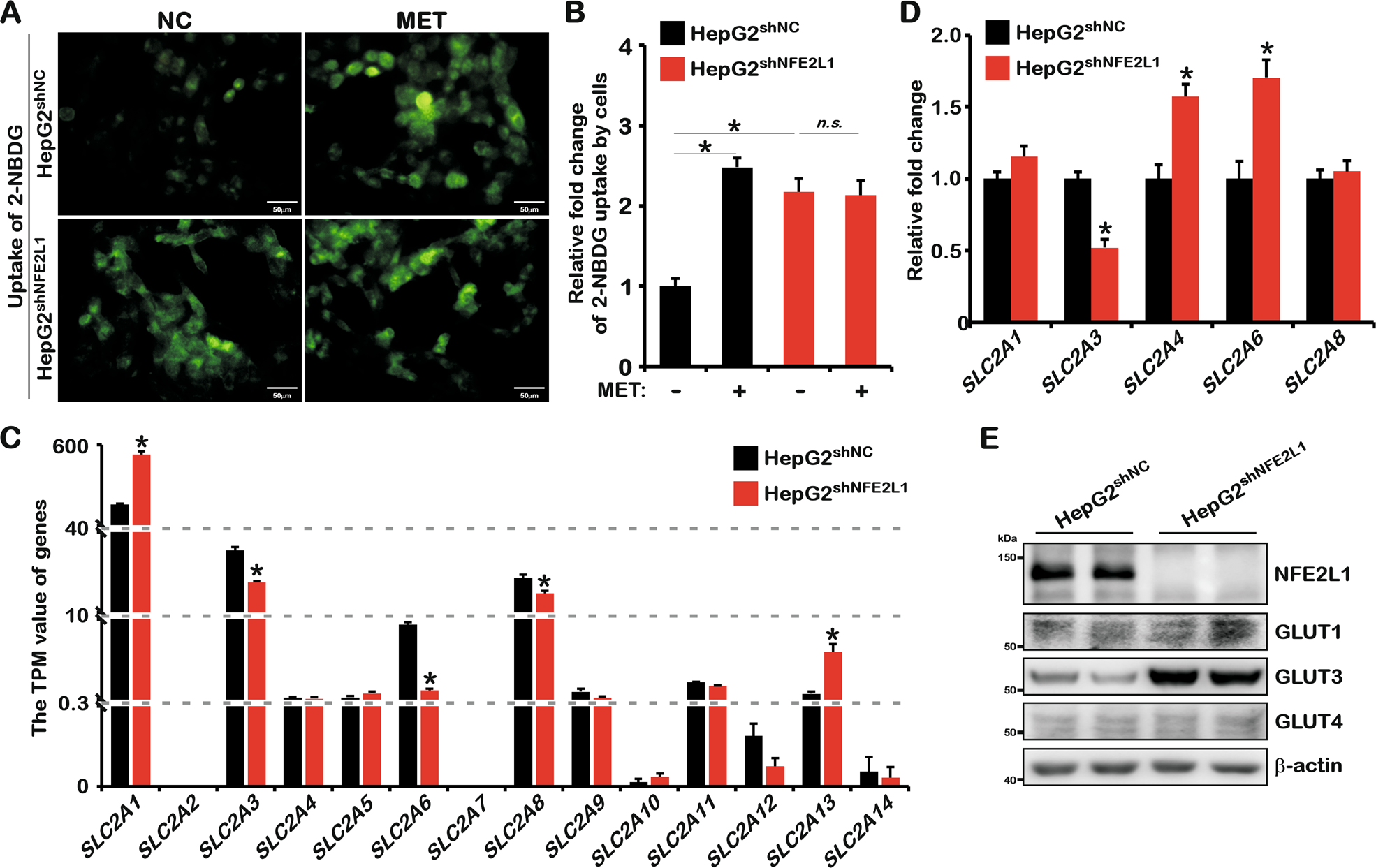 Fig. 3: NFE2L1 affect the uptake of glucose by HepG2 cells.
