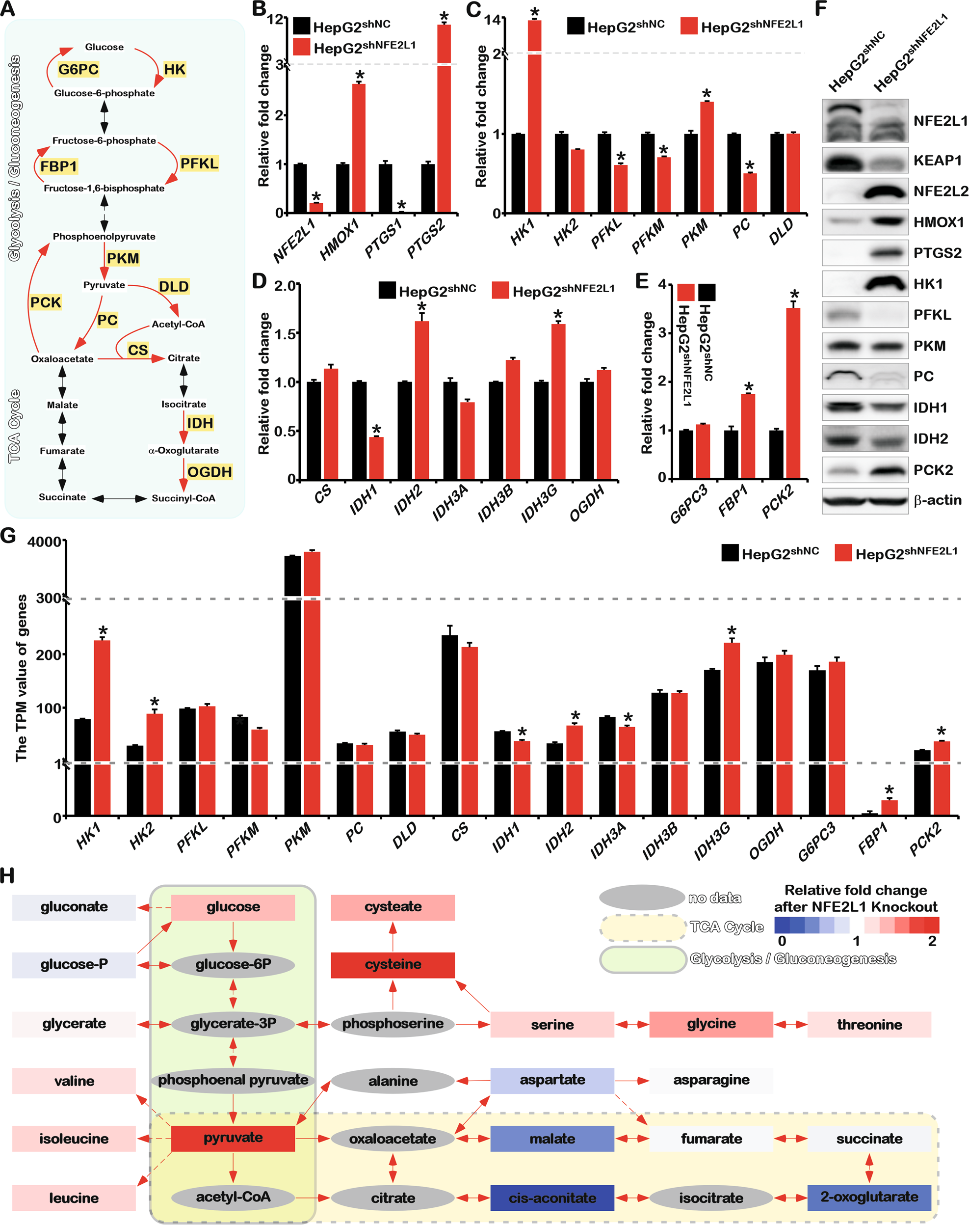 Fig. 4: Knockdown of NFE2L1 leads to reprogramming of glucose metabolism.