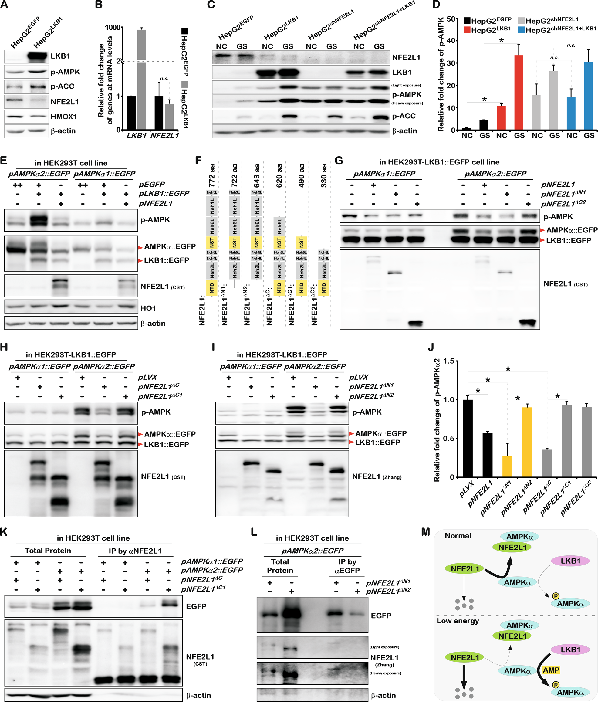Fig. 6: NFE2L1 disrupts the phosphorylation of AMPK mediated by LKB1 by directly interacting with AMPK.